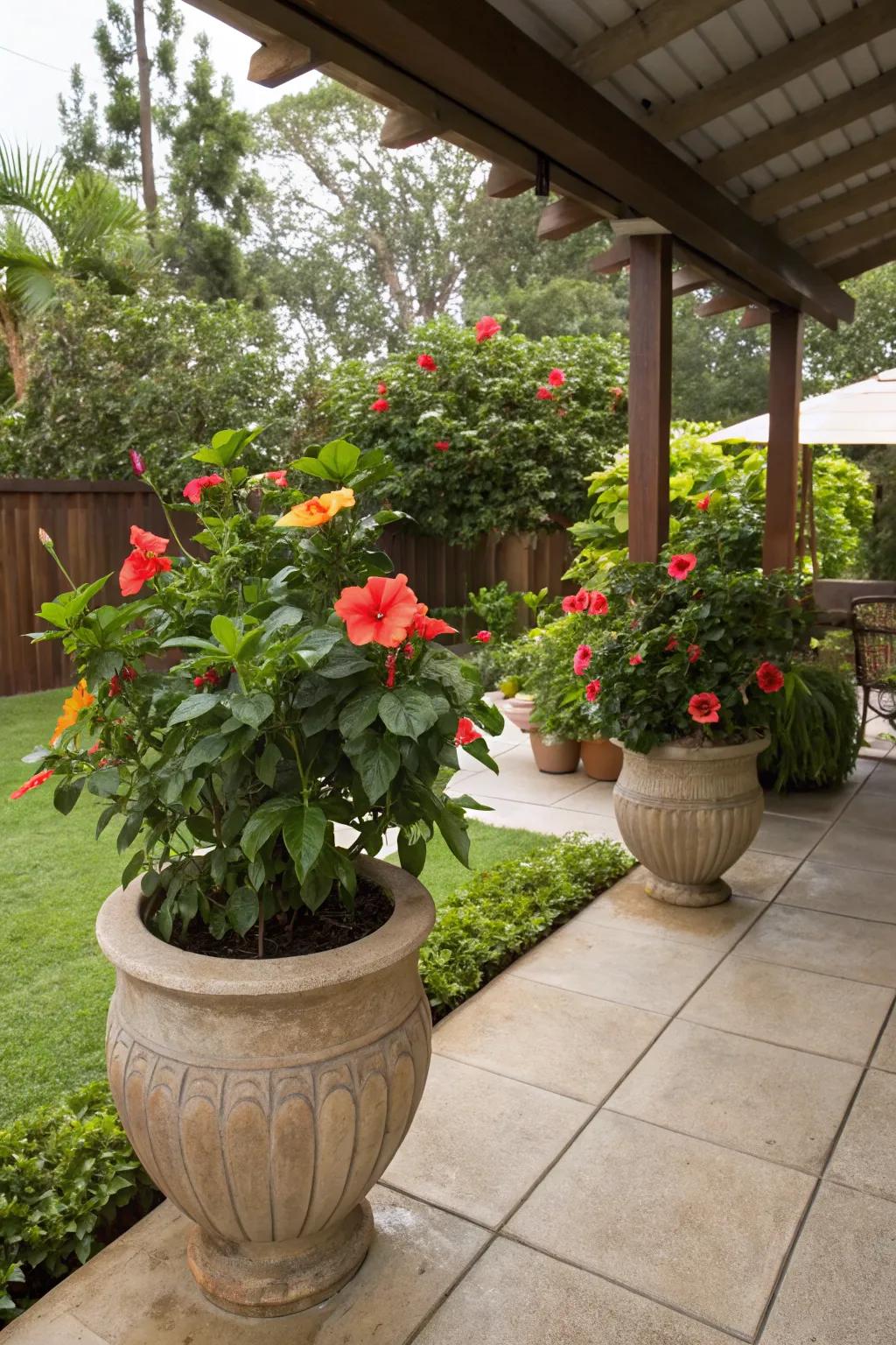 Enjoy hibiscus in any space with versatile container gardening.
