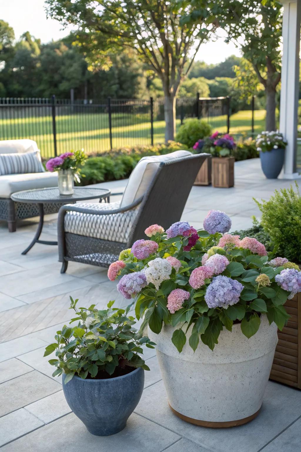 Potted hydrangeas on a patio bring color and life to smaller outdoor spaces.