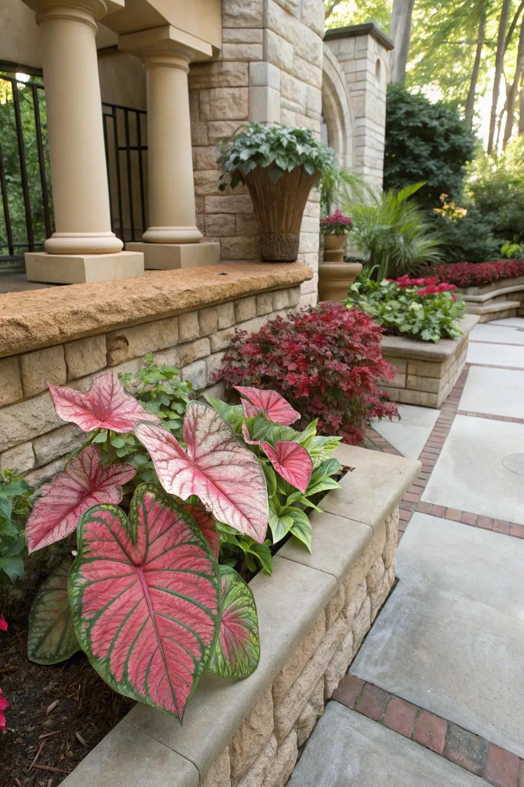 Enhance textures by pairing caladiums with stone and brick.