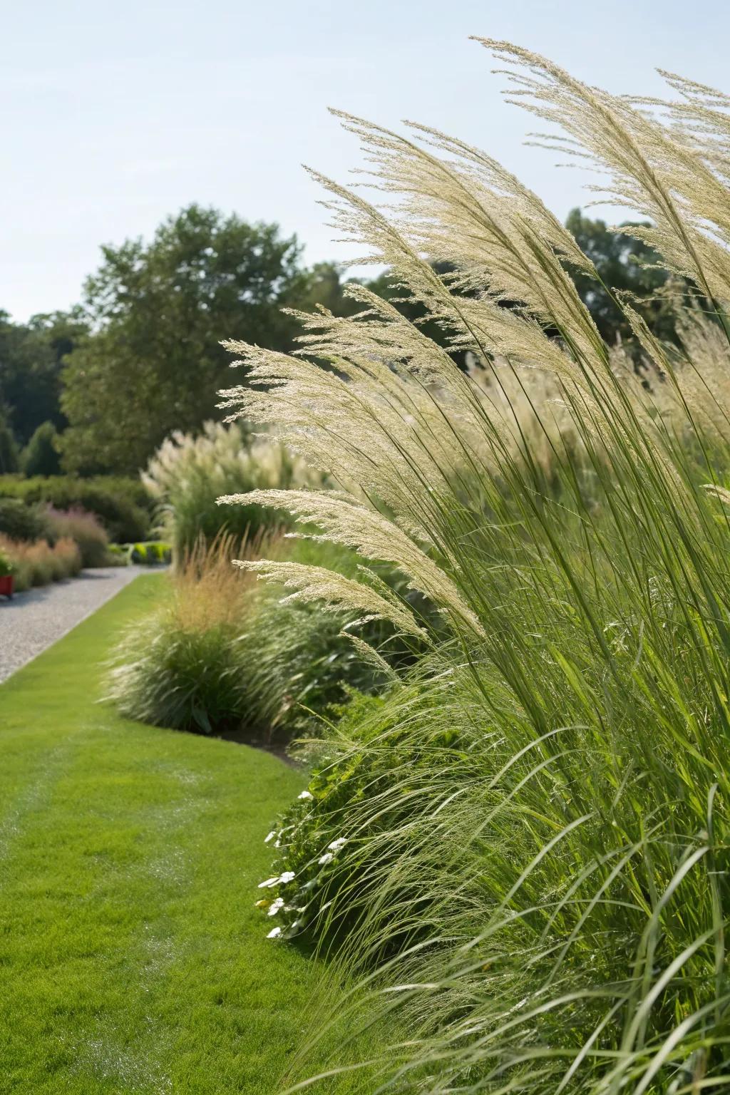 Tall plumes of switch grass adding dynamic movement to the garden.