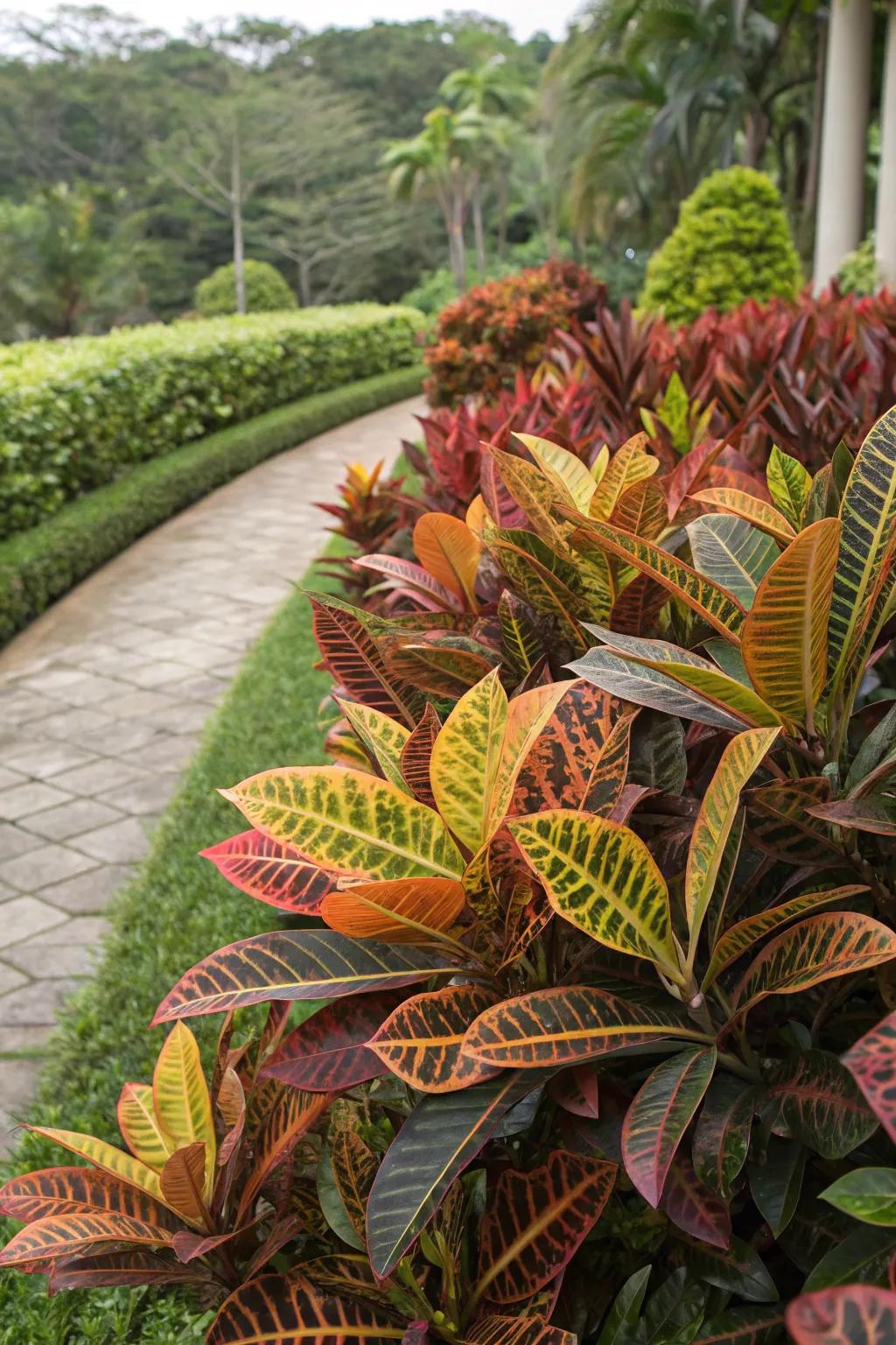 Mammy Crotons forming a bold bushy arrangement in the landscape.