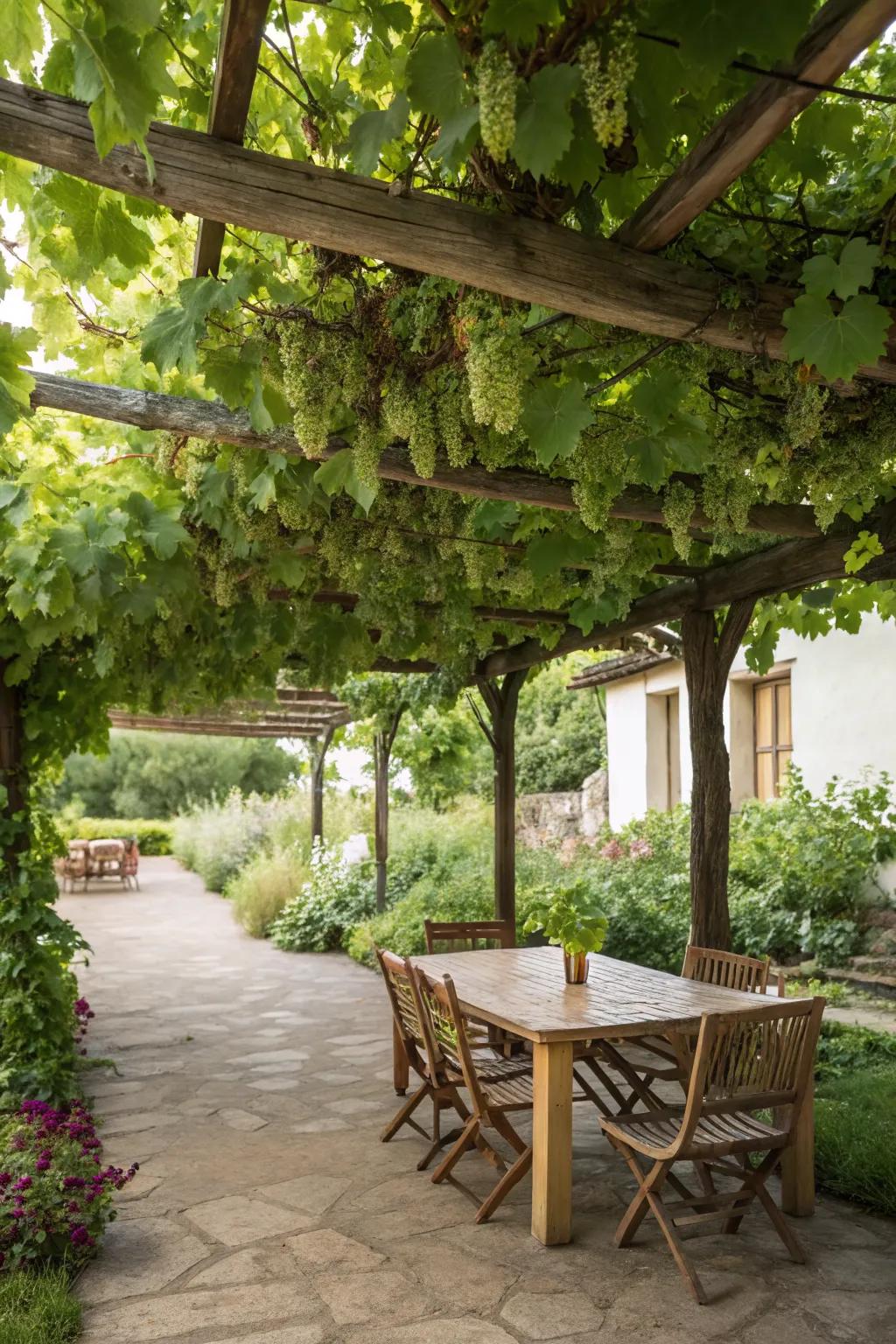 Vines growing over a pergola offer natural shade and seasonal beauty.