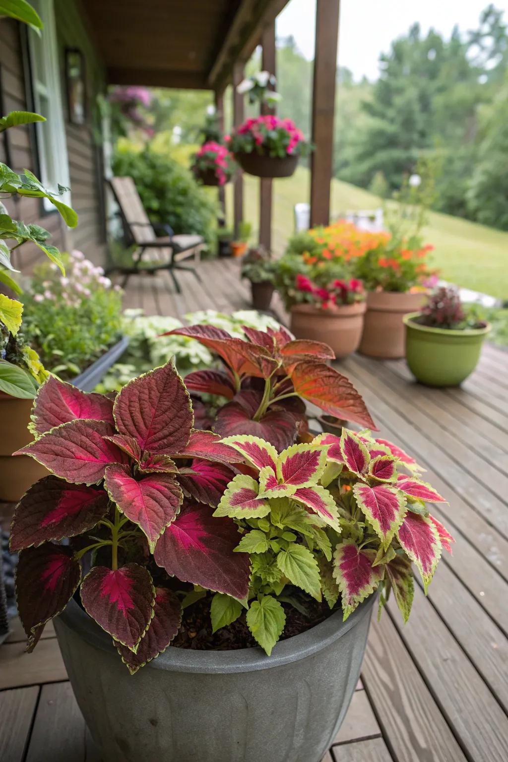 Bold coleus leaves adding a splash of color to a shaded patio.