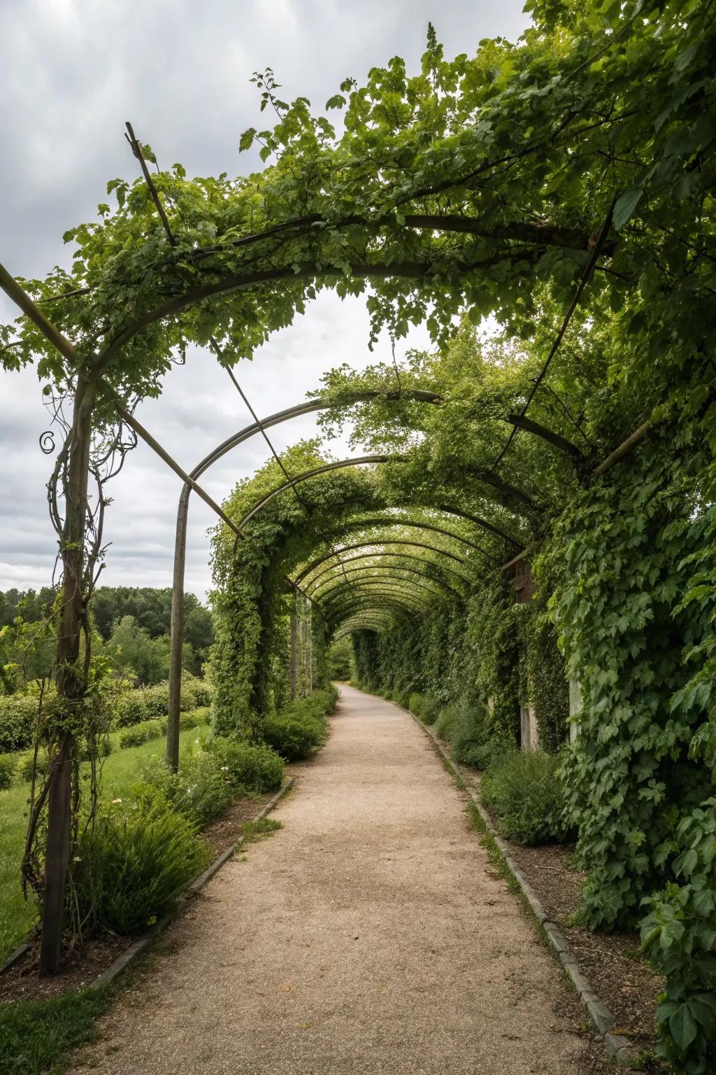 A green canopy of vines provides shade and a touch of nature to your garden.