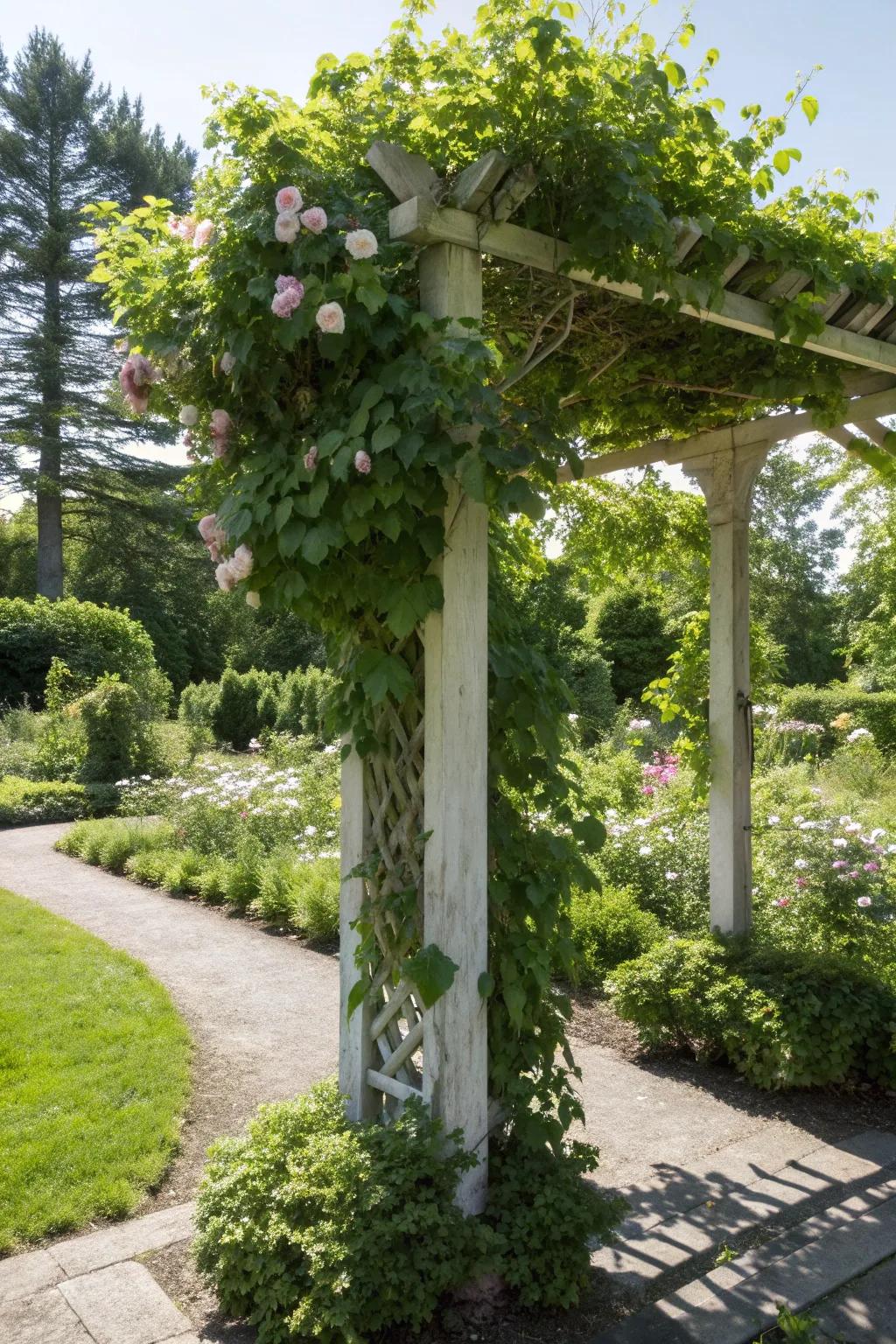 A vine-covered arbor offers a lush, natural canopy in the garden.
