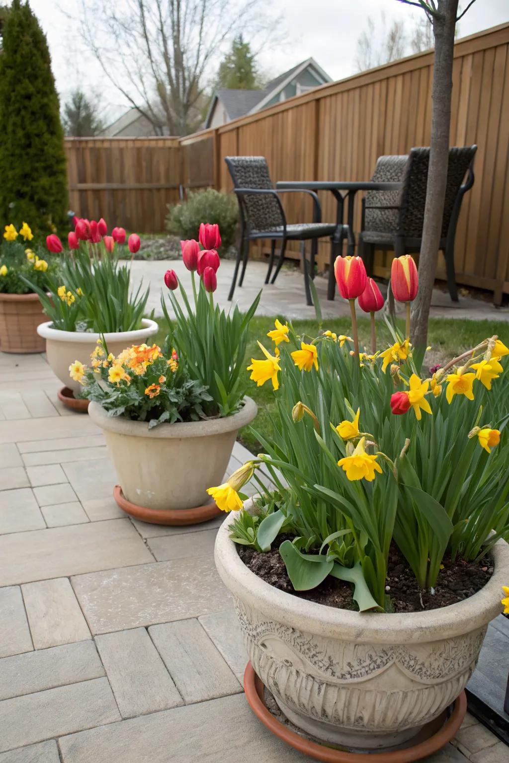 Decorative pots filled with tulips and daffodils on a patio.