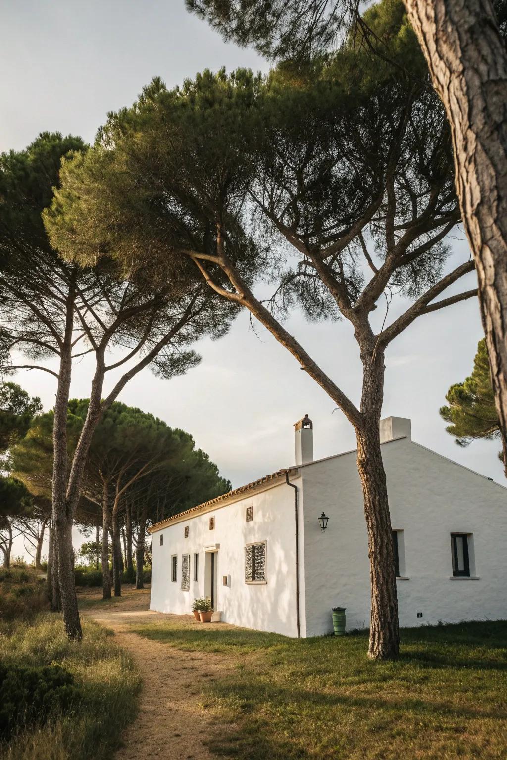 Trees strategically placed to offer shade and enhance the farmhouse's beauty.