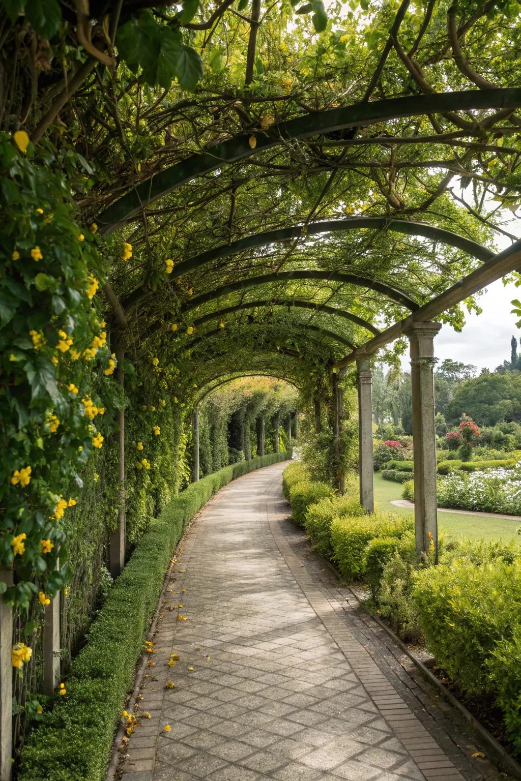 A garden pathway beautifully lined with trellises and lush vines.
