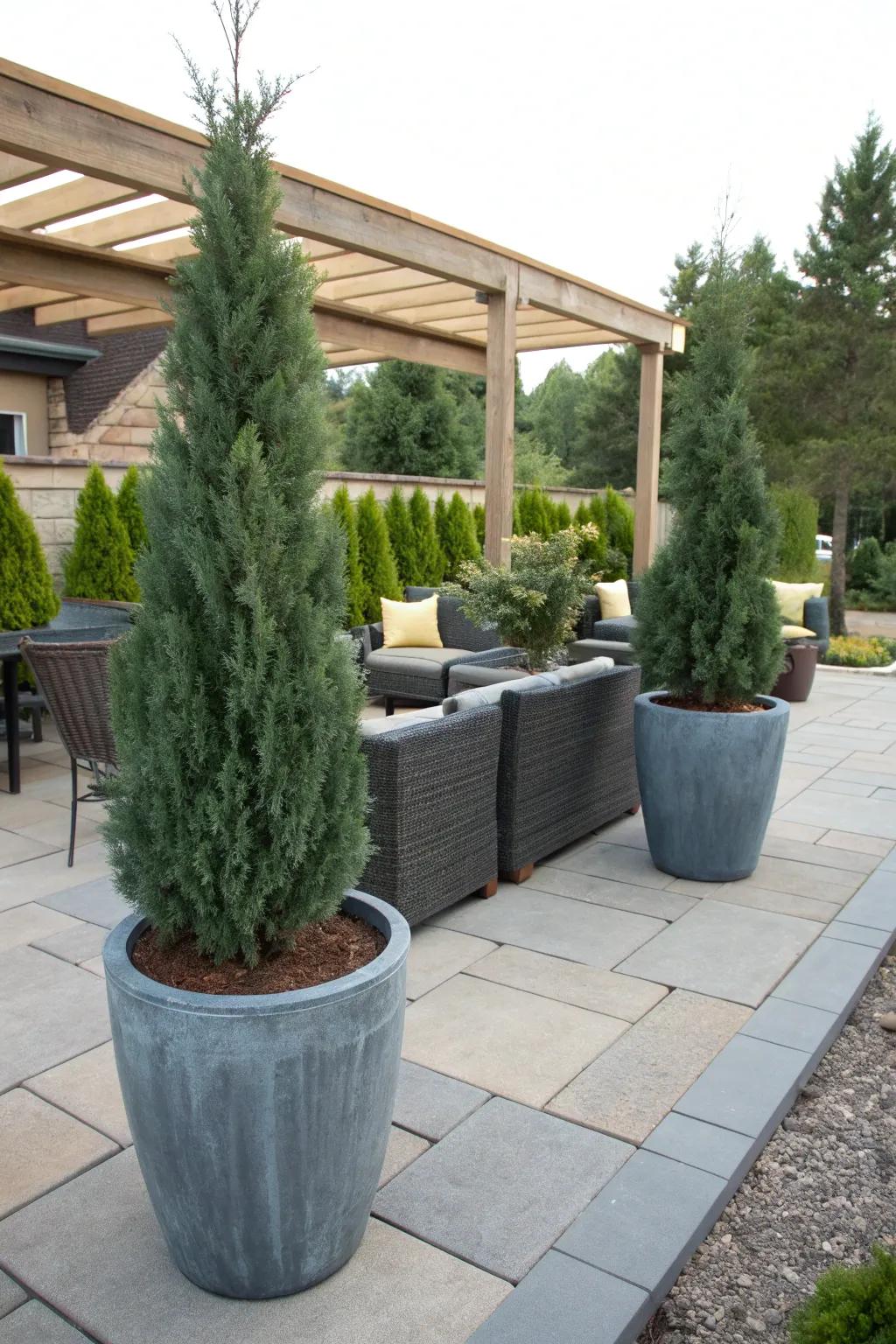 Bring greenery to your patio with potted Blue Point Junipers.
