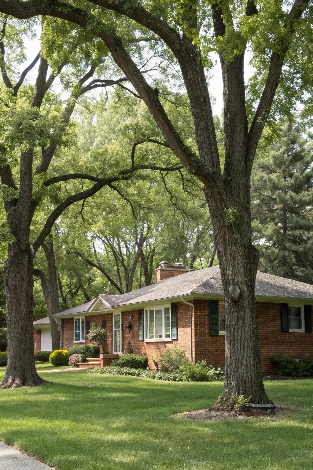 Trees offer shade, structure, and privacy to your landscape.