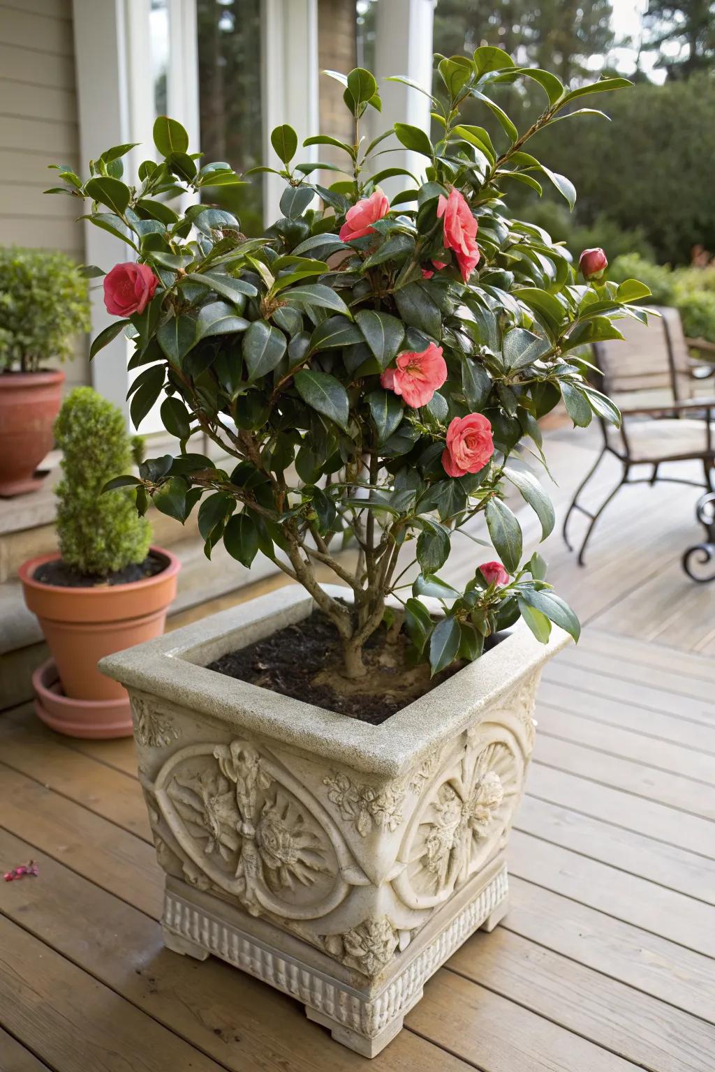 Potted camellias bring charm to any small space.