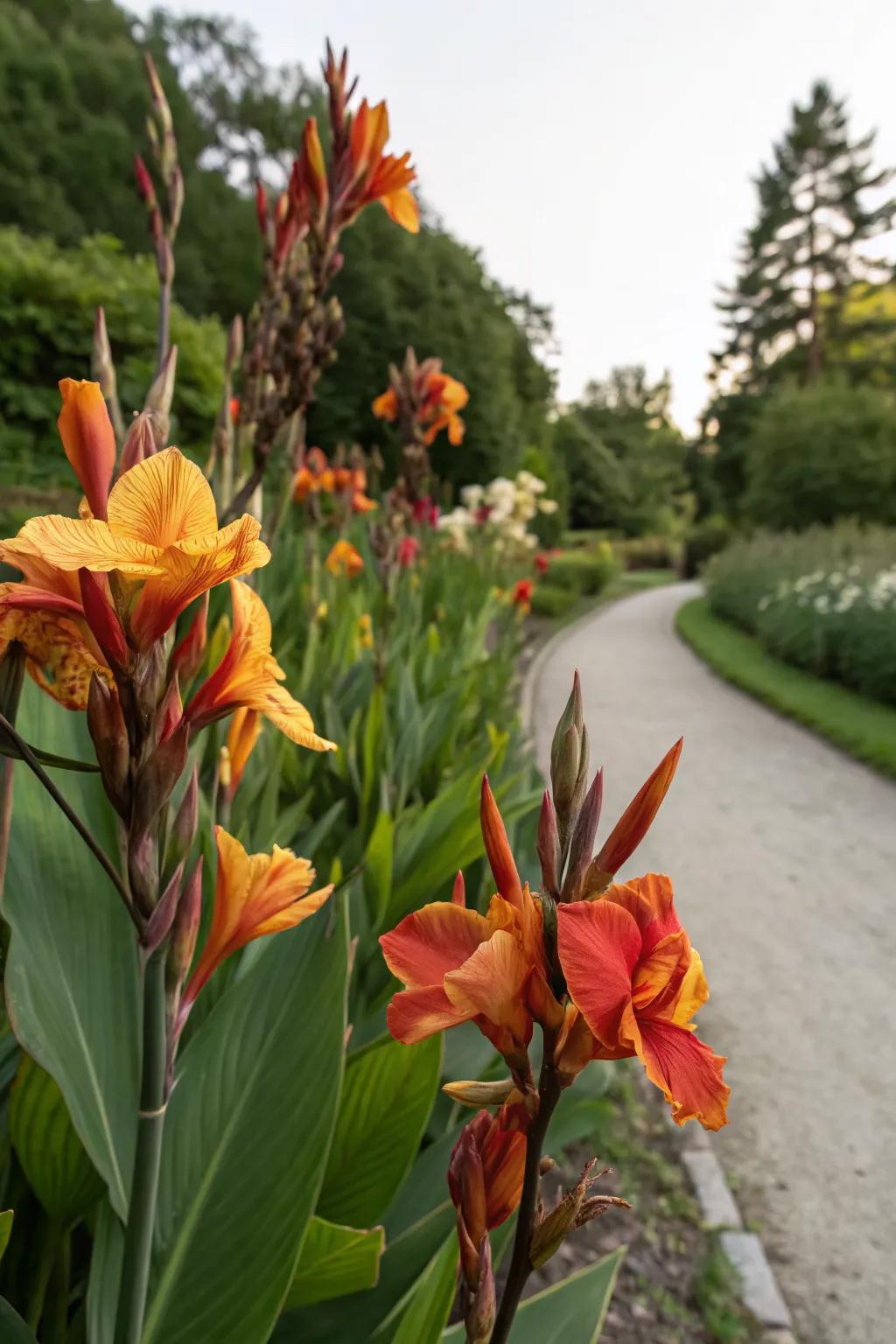 Canna lilies providing a seasonal splash of color in a garden.