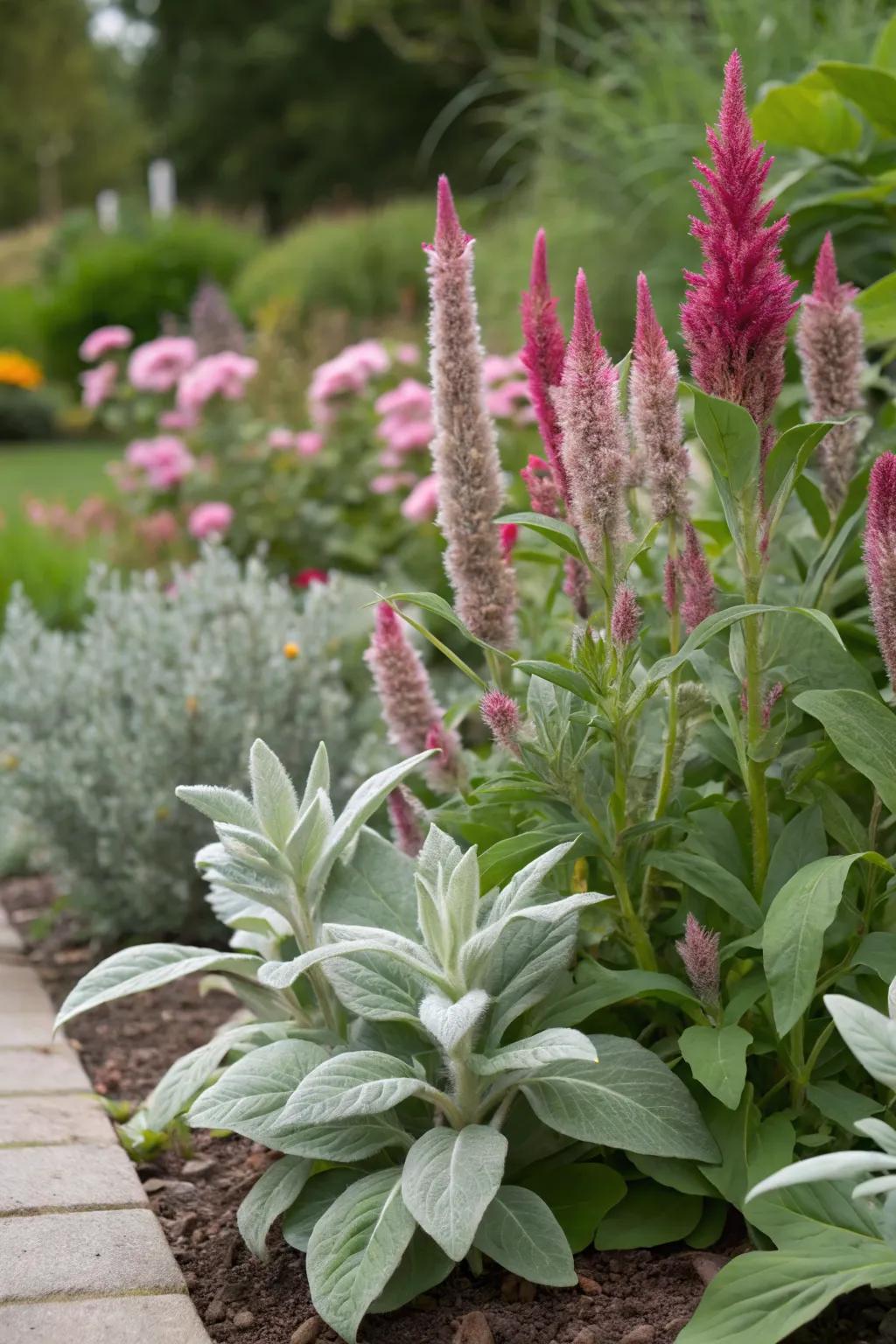Celosia paired with lamb's ear for textural interest.