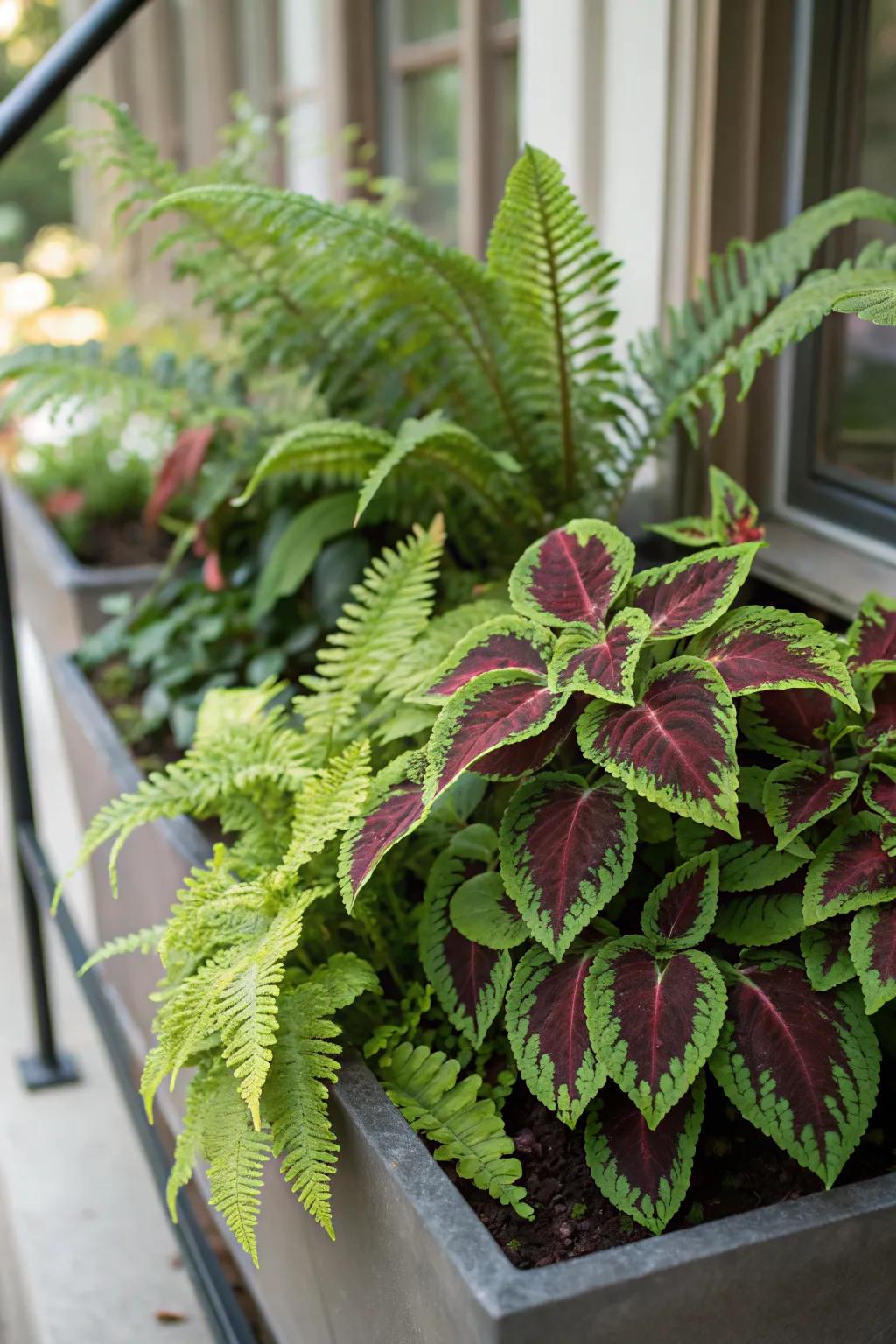 Tropical Accent with Coleus and Ferns