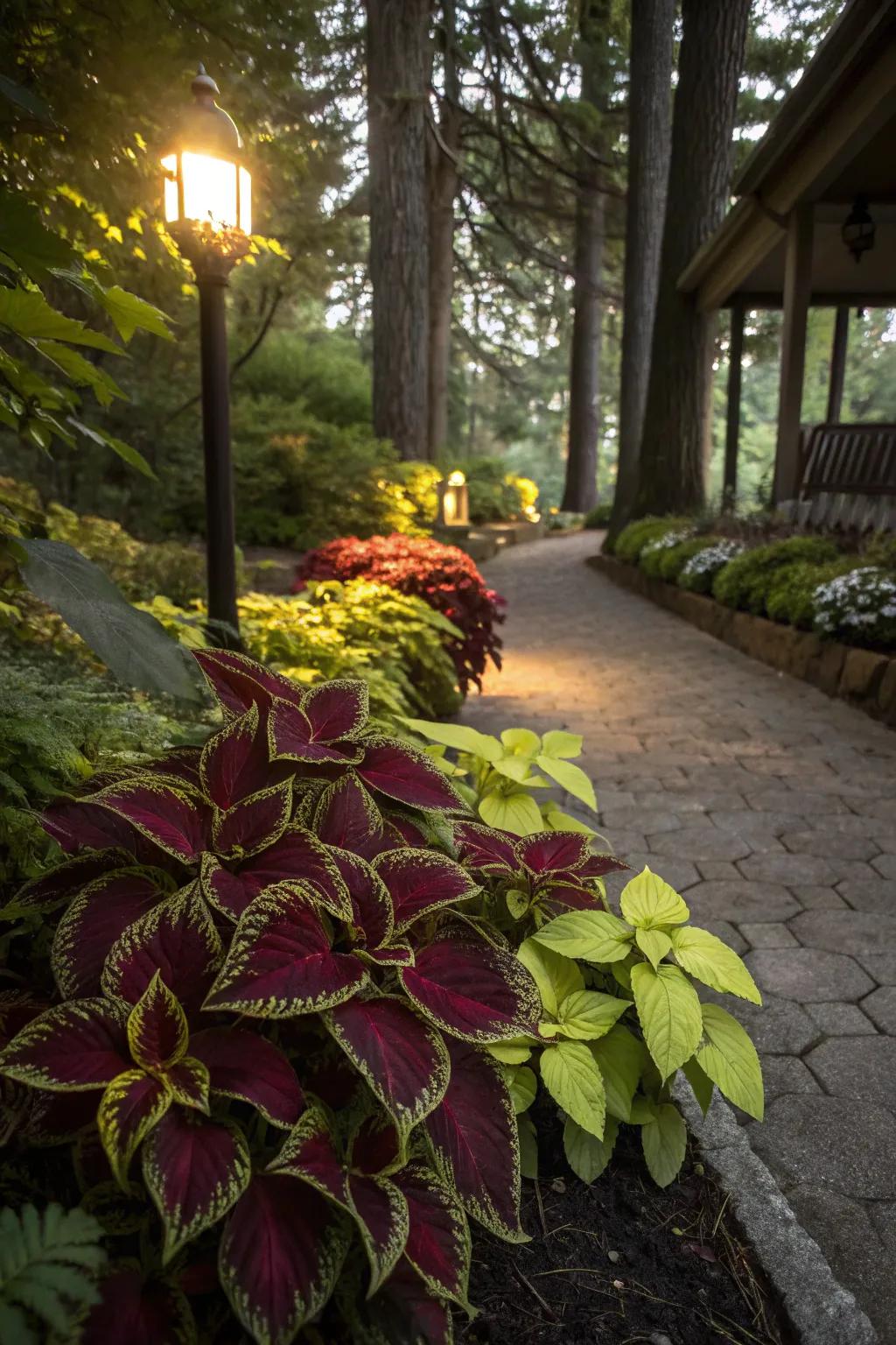 Coleus brings life to shaded garden spots.