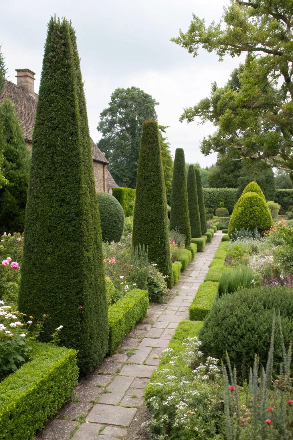 Yew hedges offer structure and privacy in the garden.