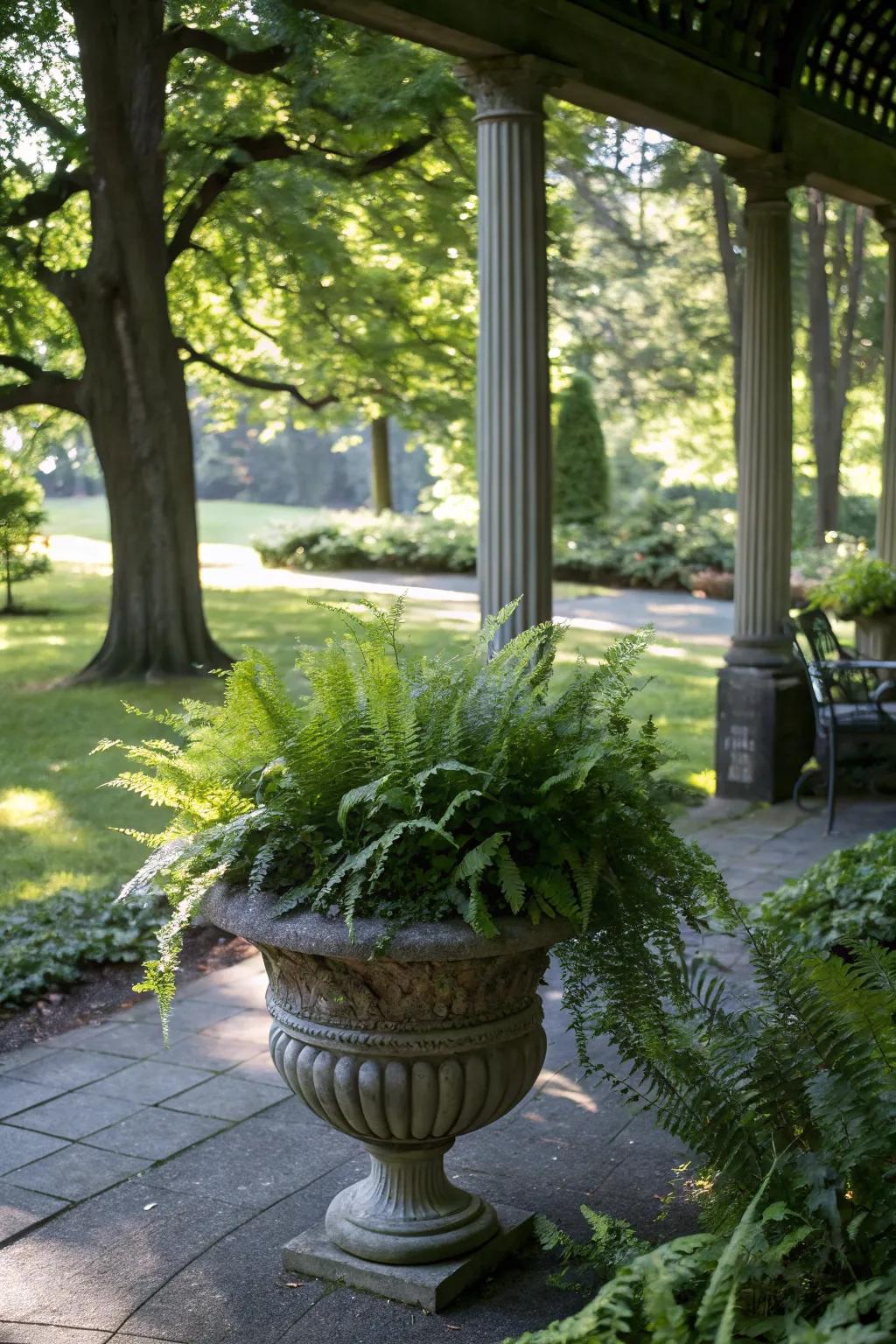 Lush ferns bring life to the shadiest garden corners.