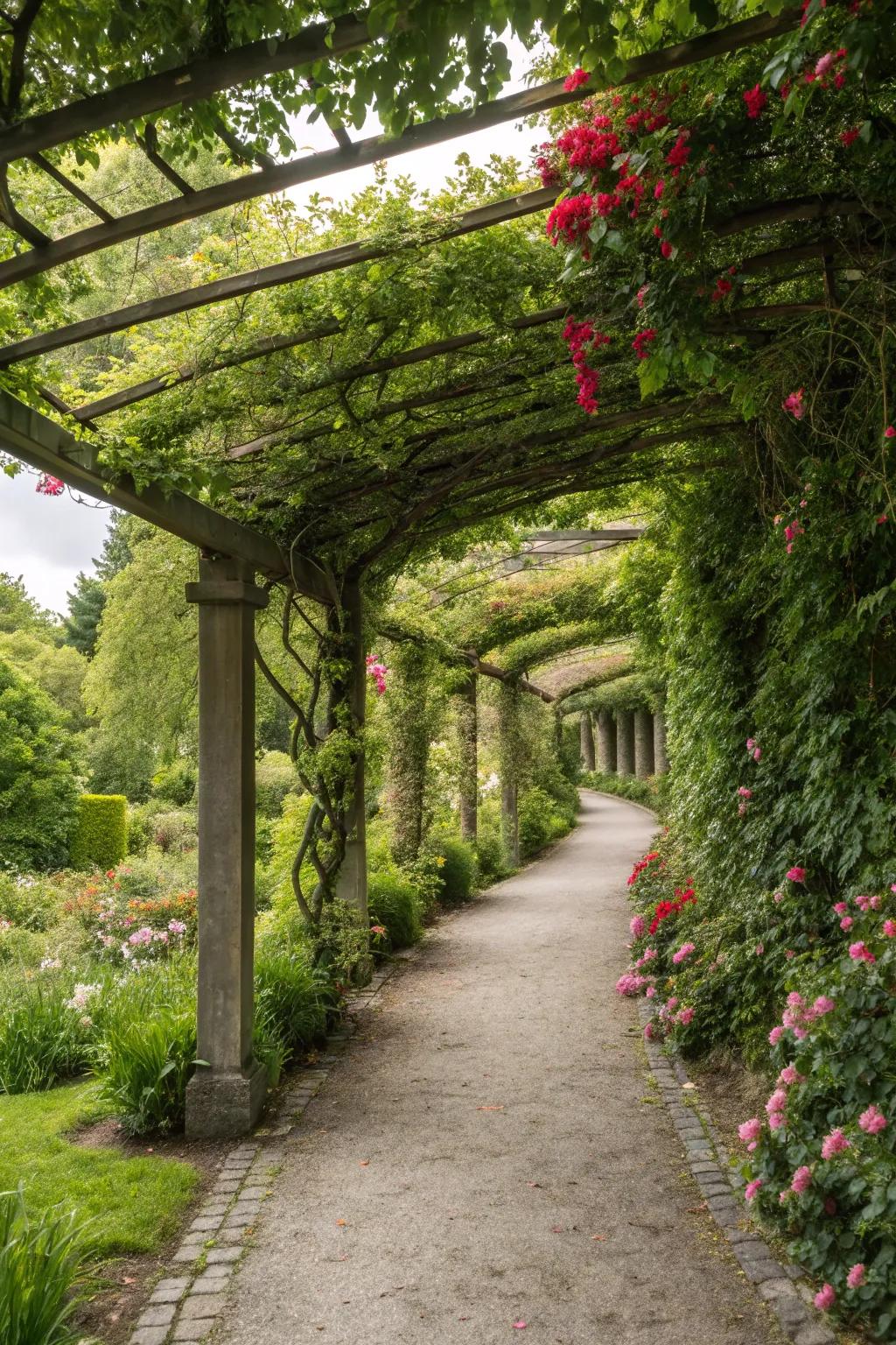 A garden path under a pergola with climbing plants, creating a dramatic entryway.