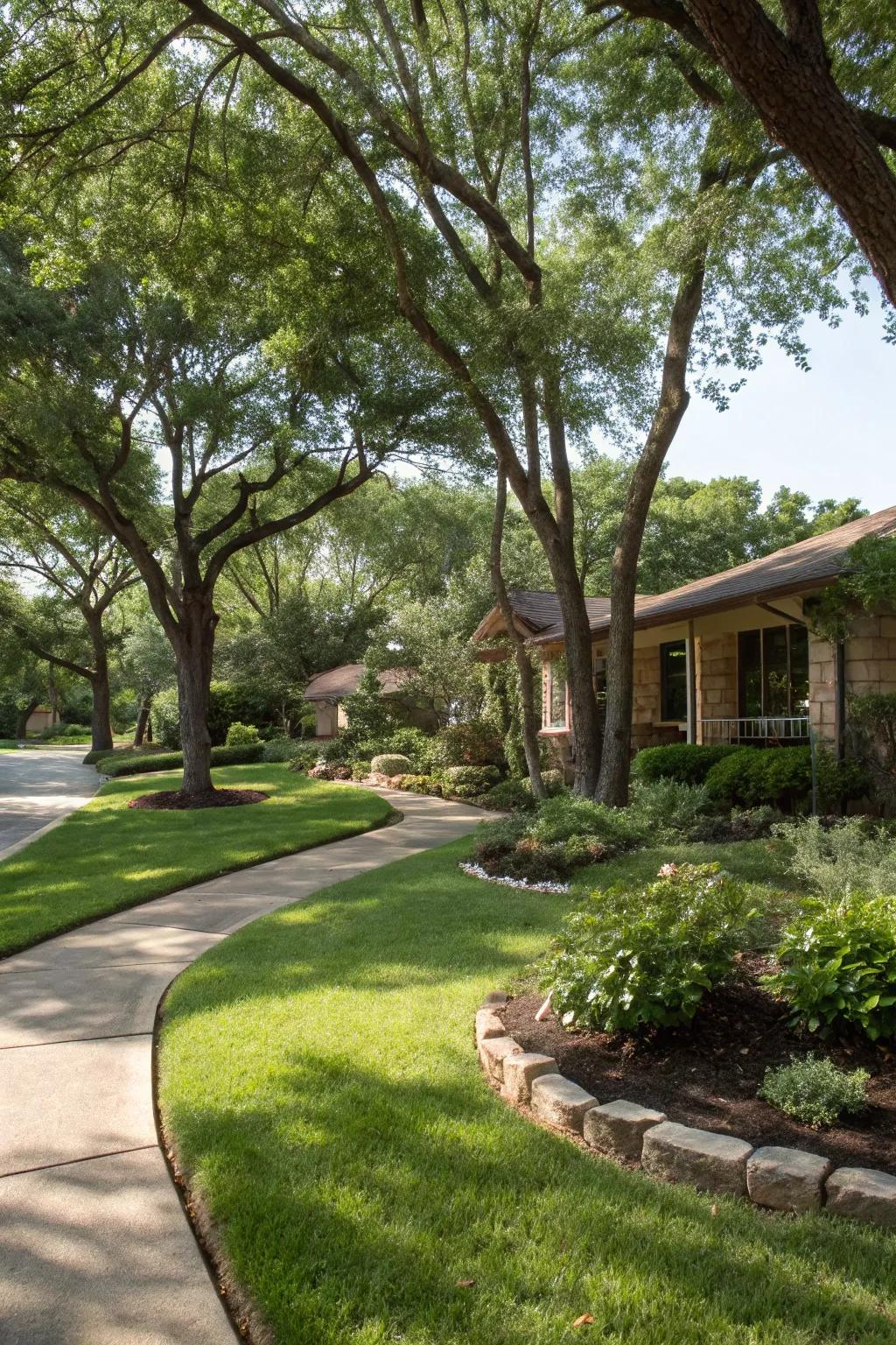 Native shrubs and trees offer shade and structure in Texas gardens