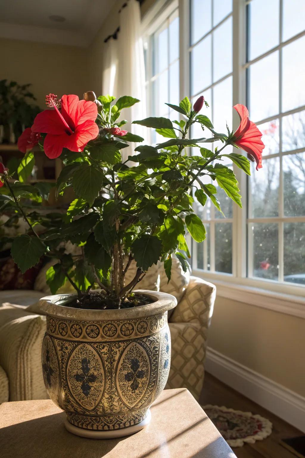 Indoor hibiscus brings a touch of summer to your living space.