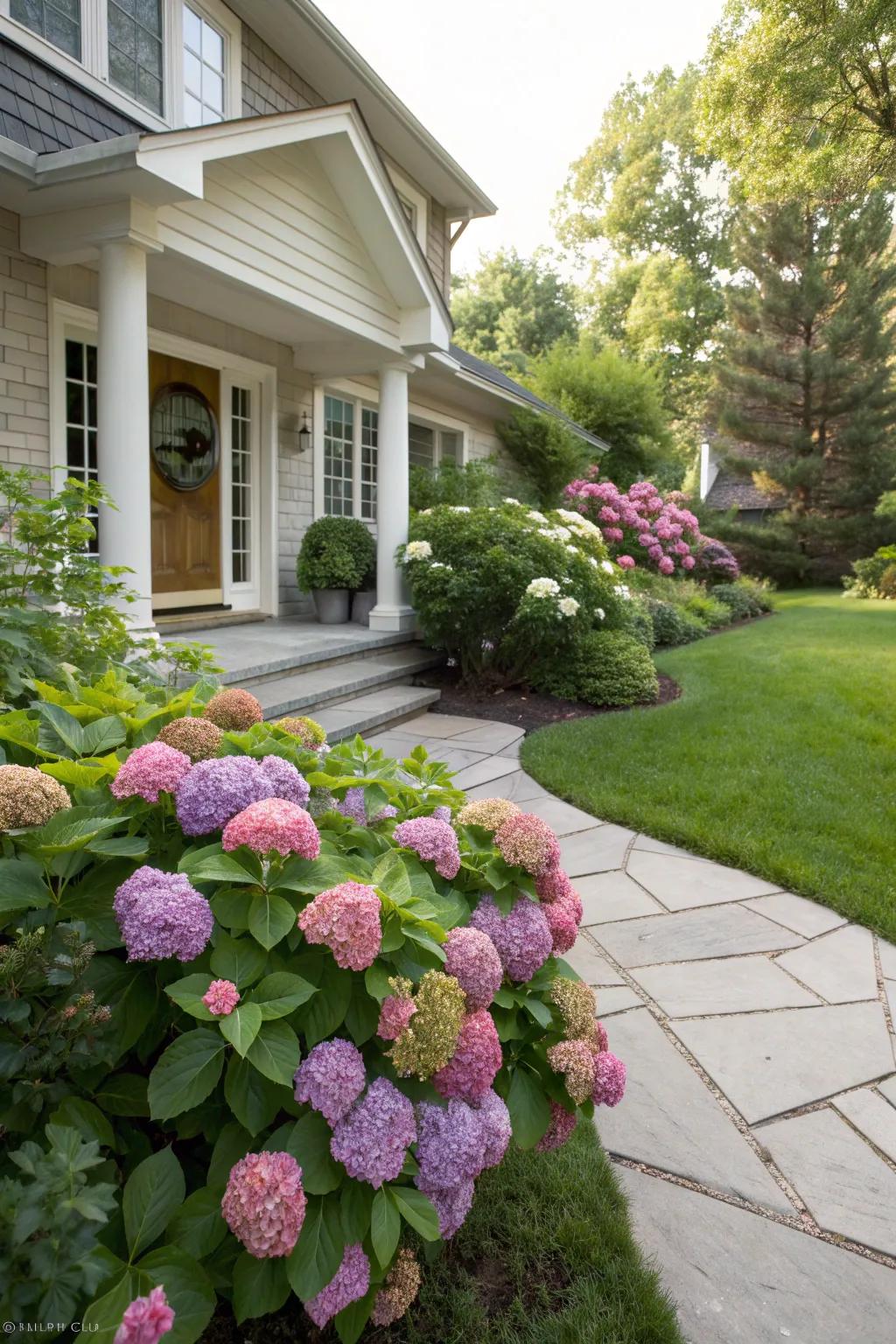 Hydrangeas in the front yard for enhanced curb appeal.