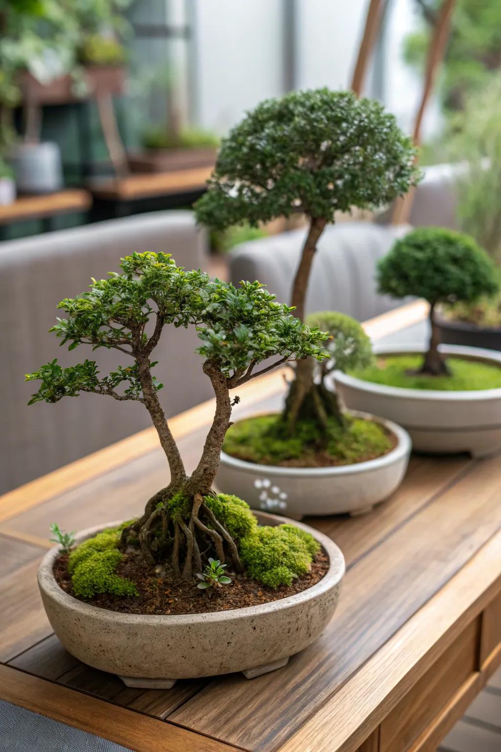 Lush jade bonsai forest brings nature indoors.