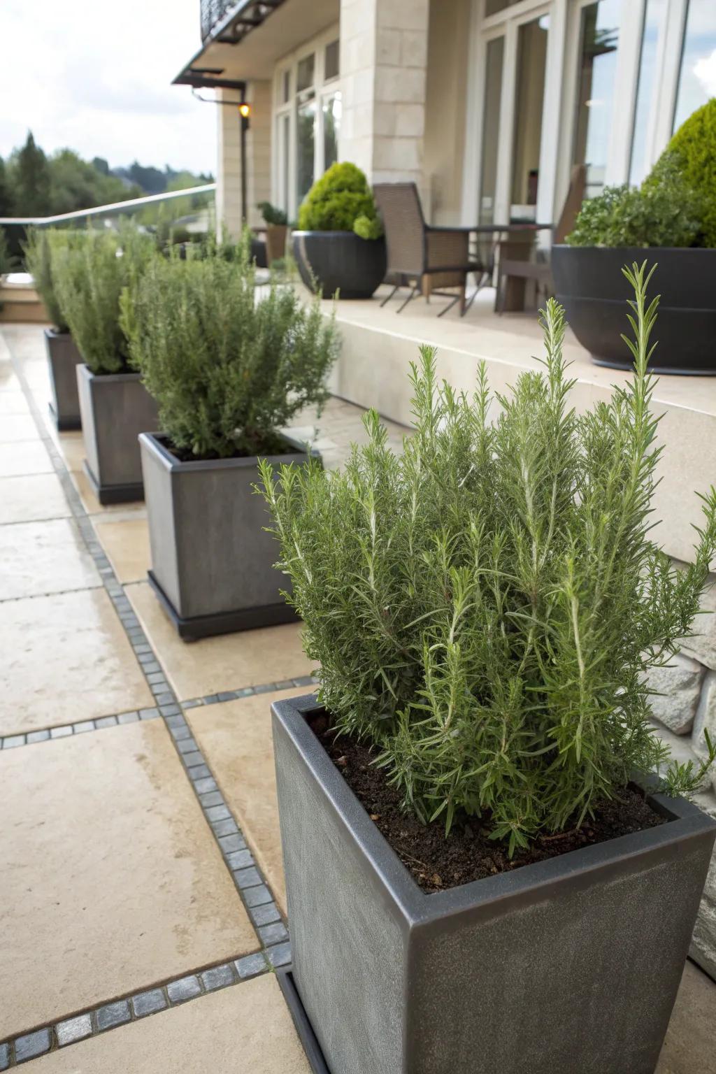 Rosemary plants thriving in elegant containers on a patio.