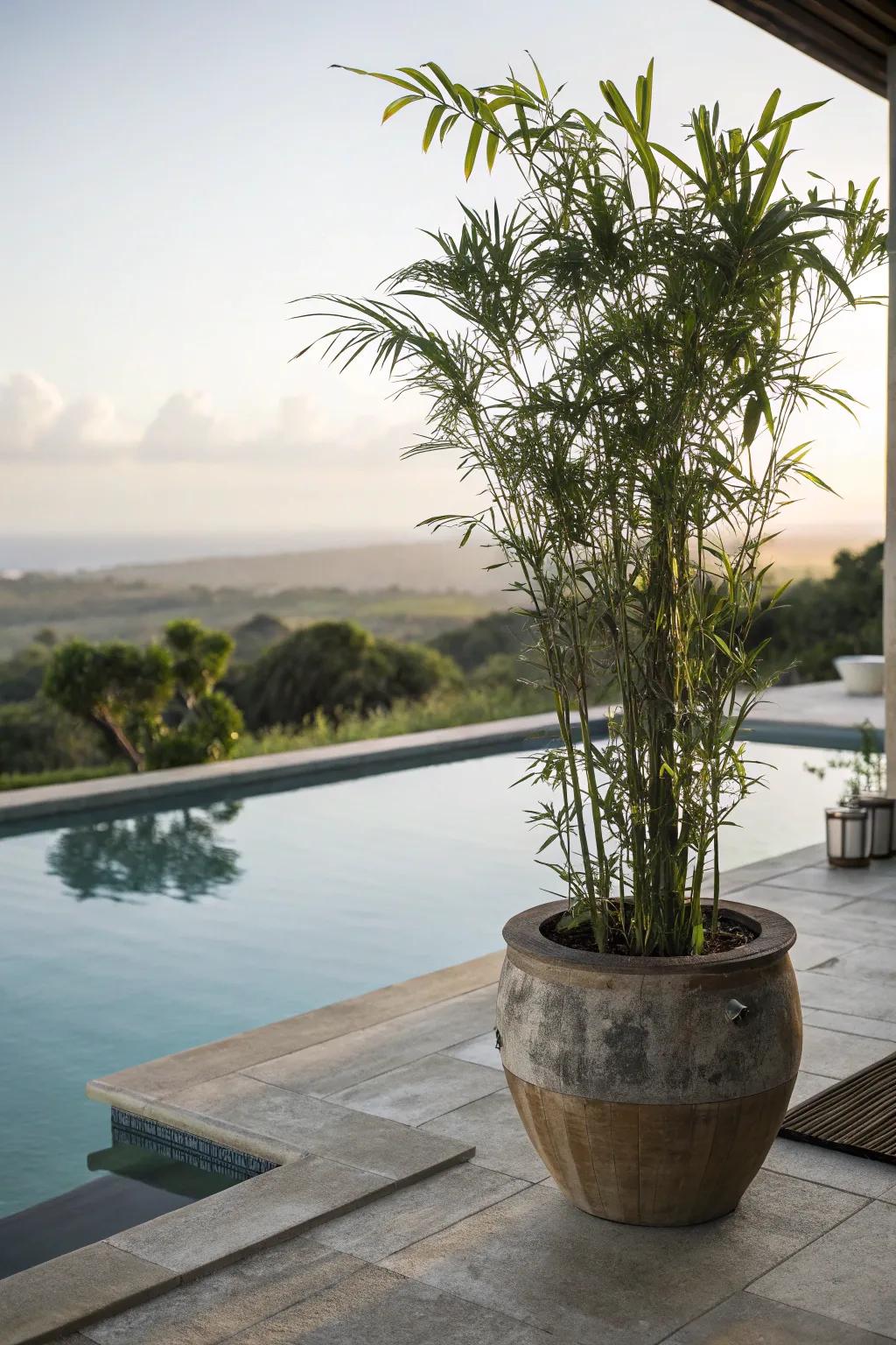 Add tranquility to your poolside with bamboo.