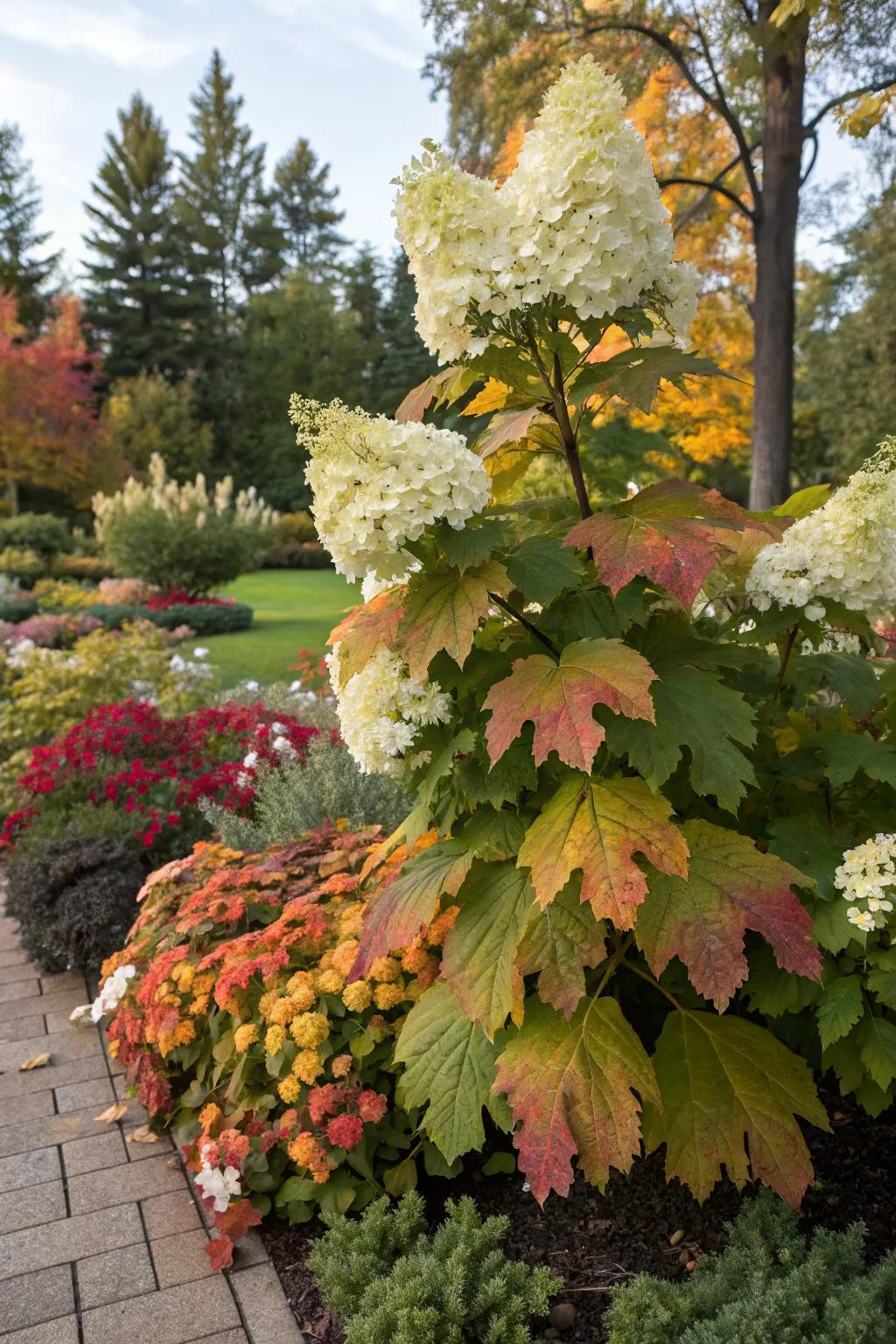 Oakleaf hydrangea with show-stopping blooms and vibrant autumn foliage.