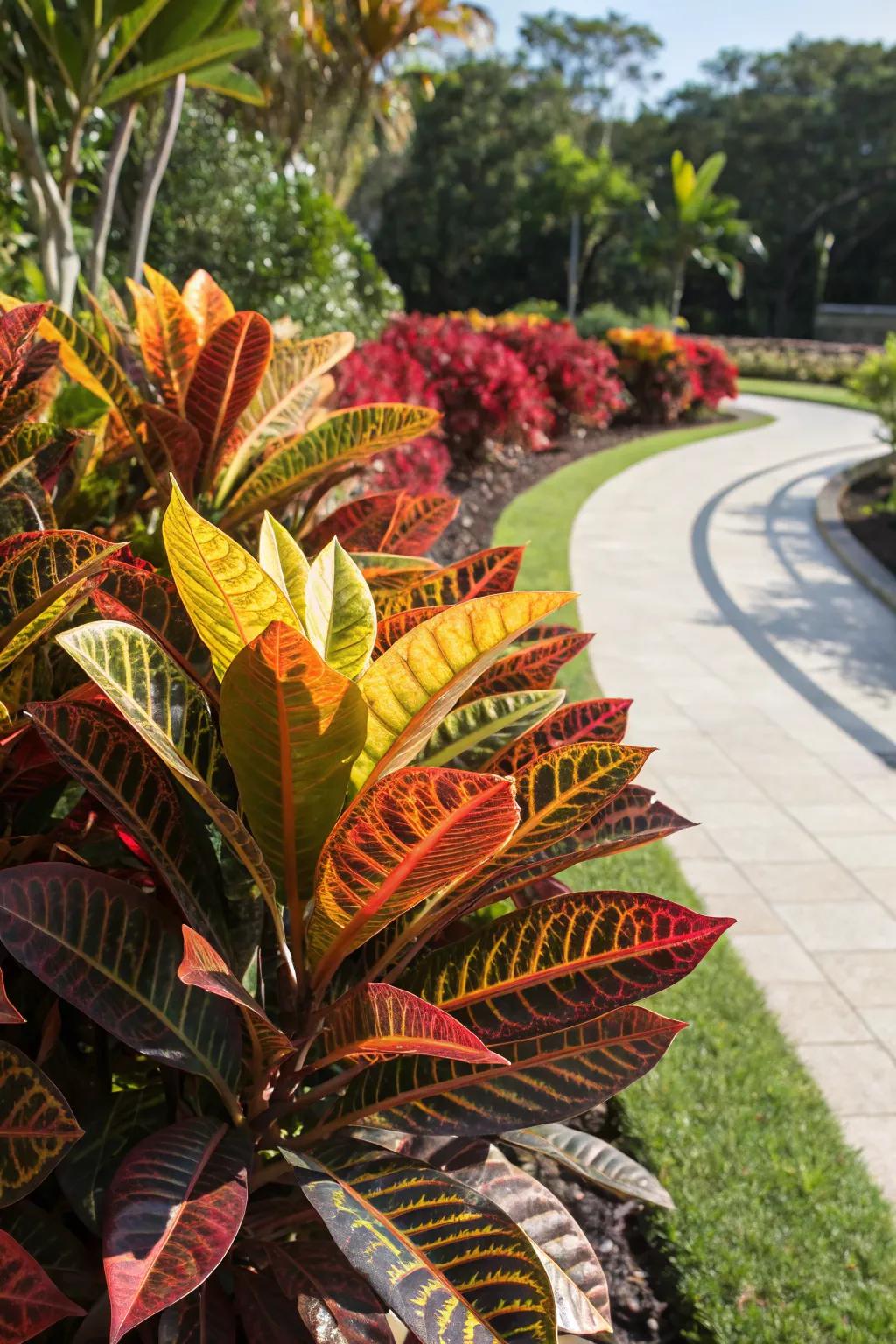 Mammy Crotons basking in the sun, showcasing their radiant colors.