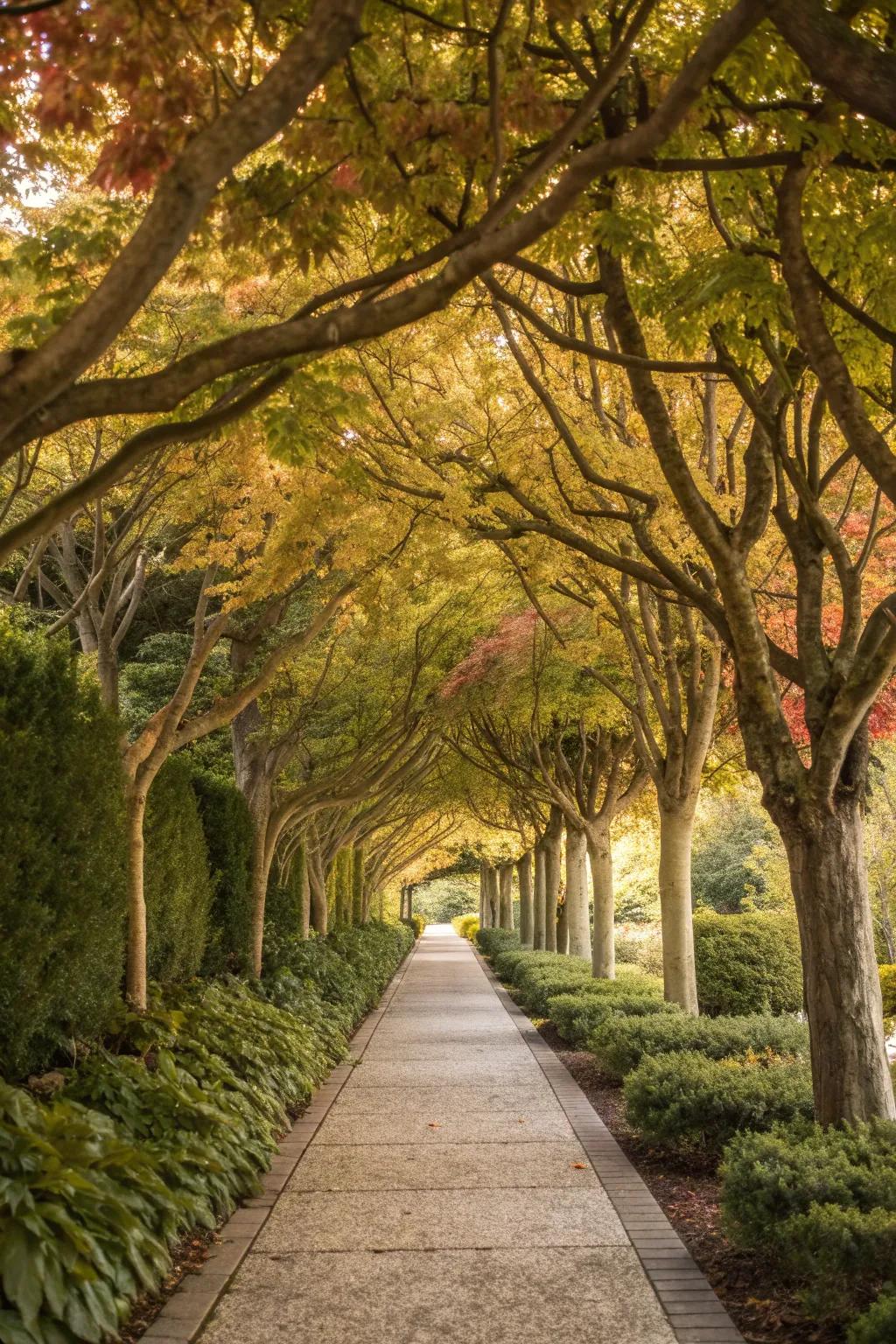 Maple trees lining a path create a guided tour through the garden.