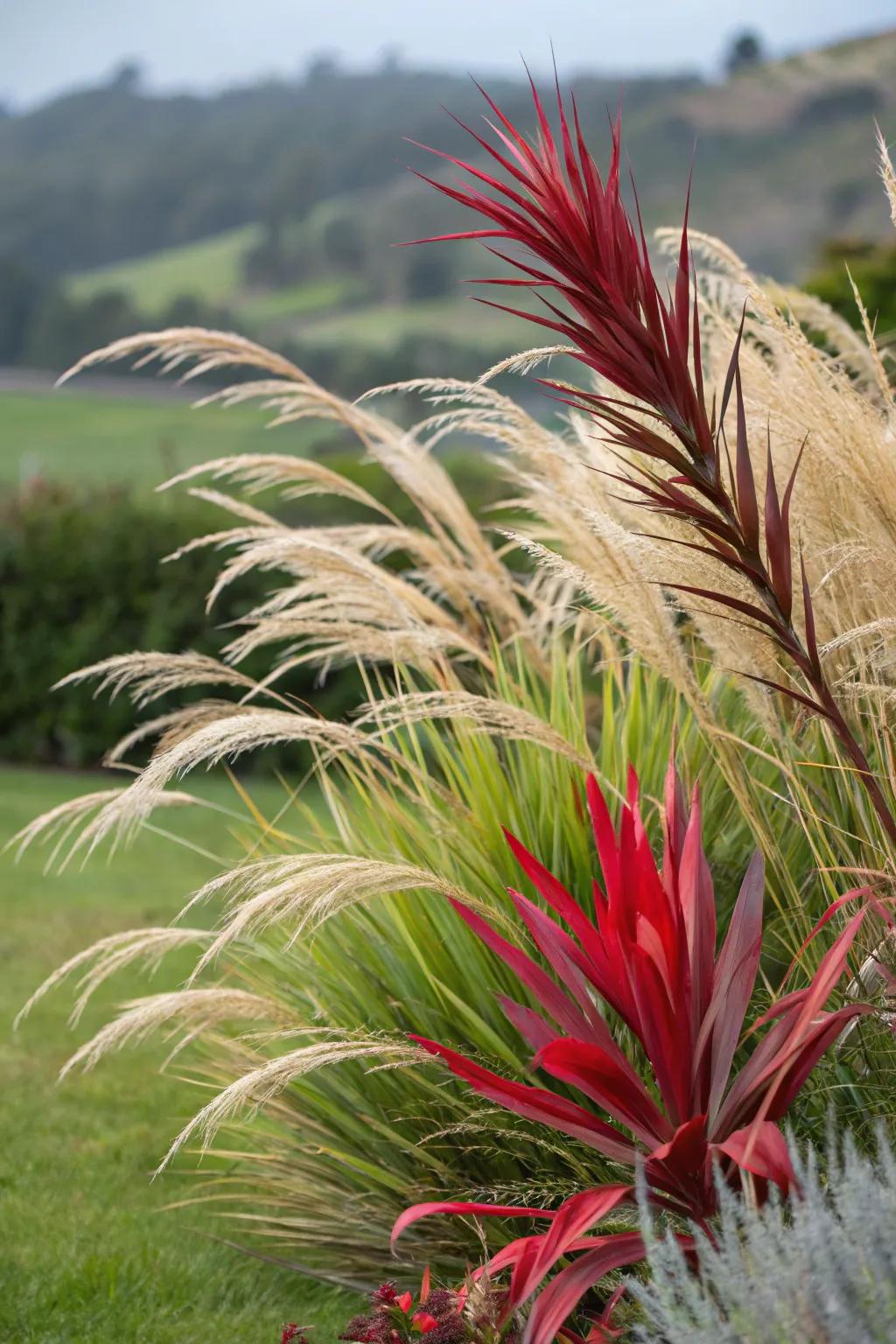 Red yucca provides striking contrast with Mexican feather grass.