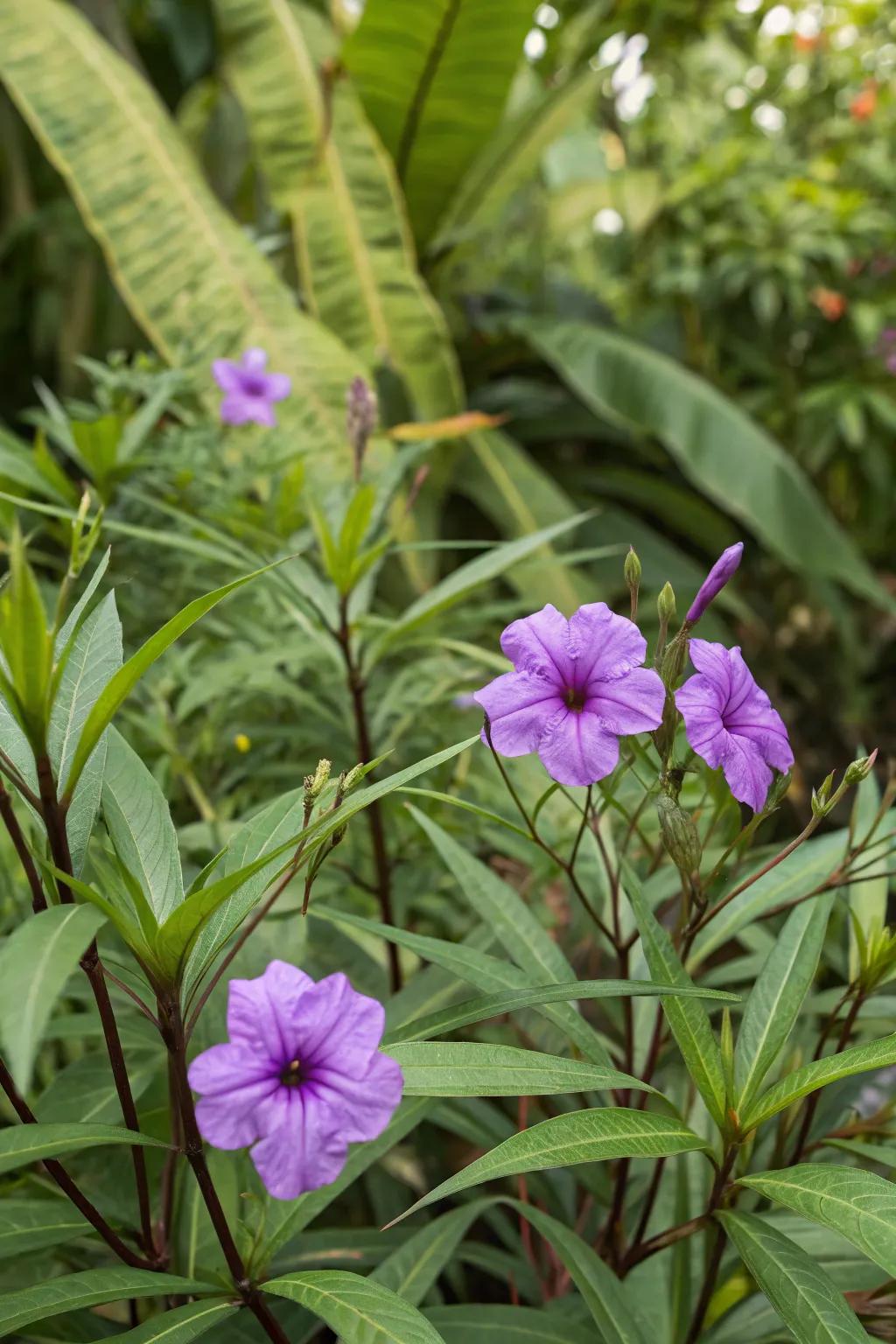 Mexican petunias and foliage plants create a stunning color contrast.
