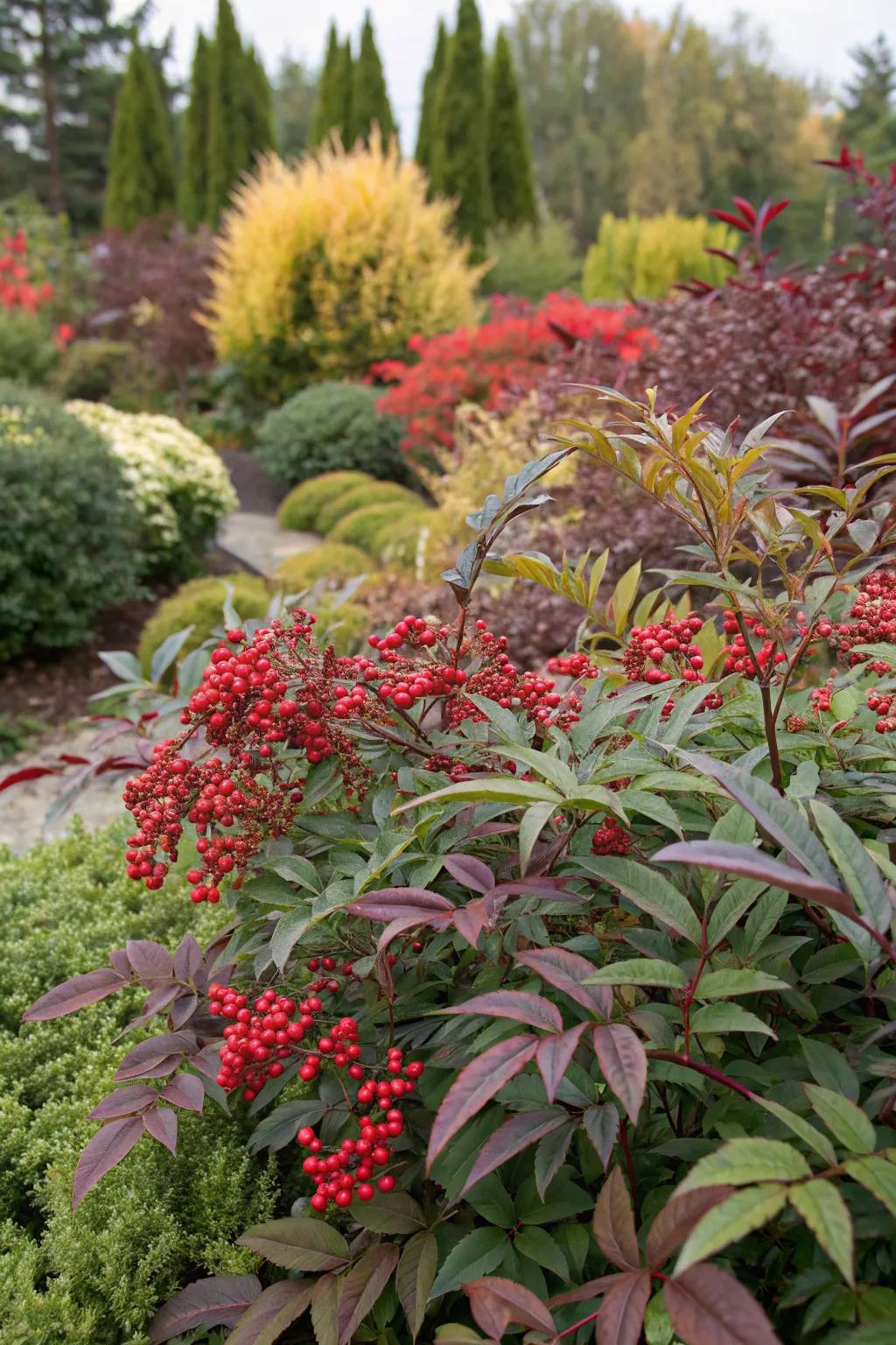 Nandina's contrasting foliage pairs beautifully with a variety of garden plants.