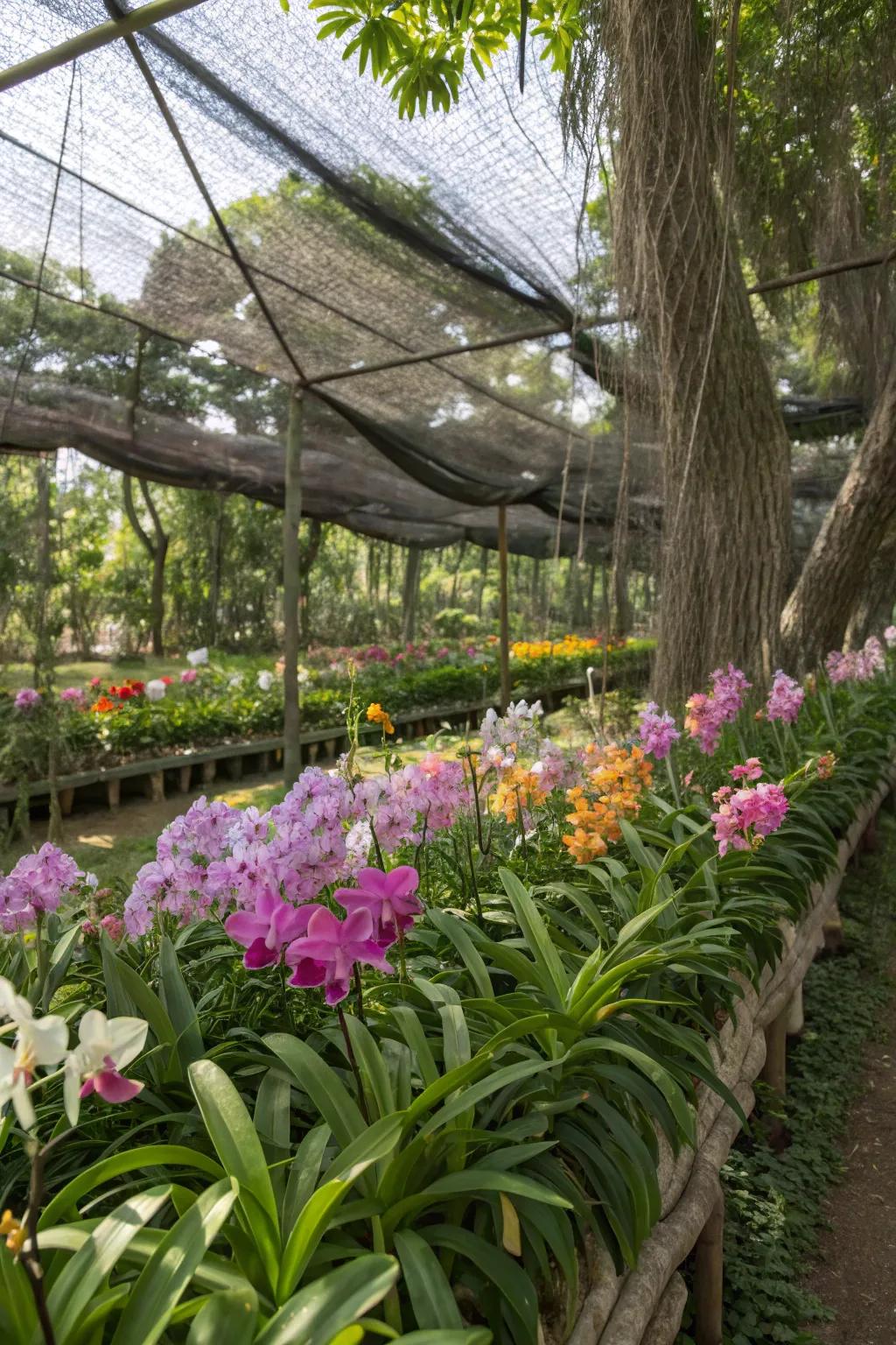 A balanced mix of natural and artificial shade for thriving orchids.