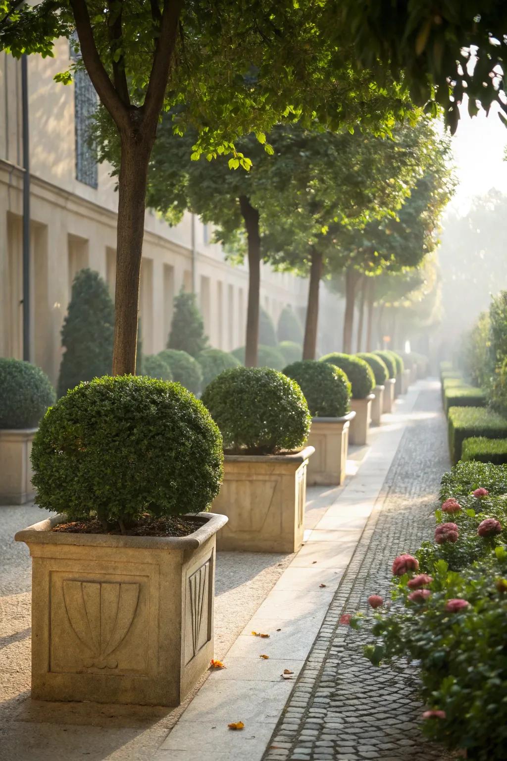 Boxwoods bring elegance to courtyard spaces.