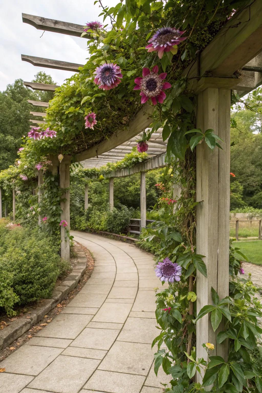 Add exotic flair to your pergola with stunning passion flowers.
