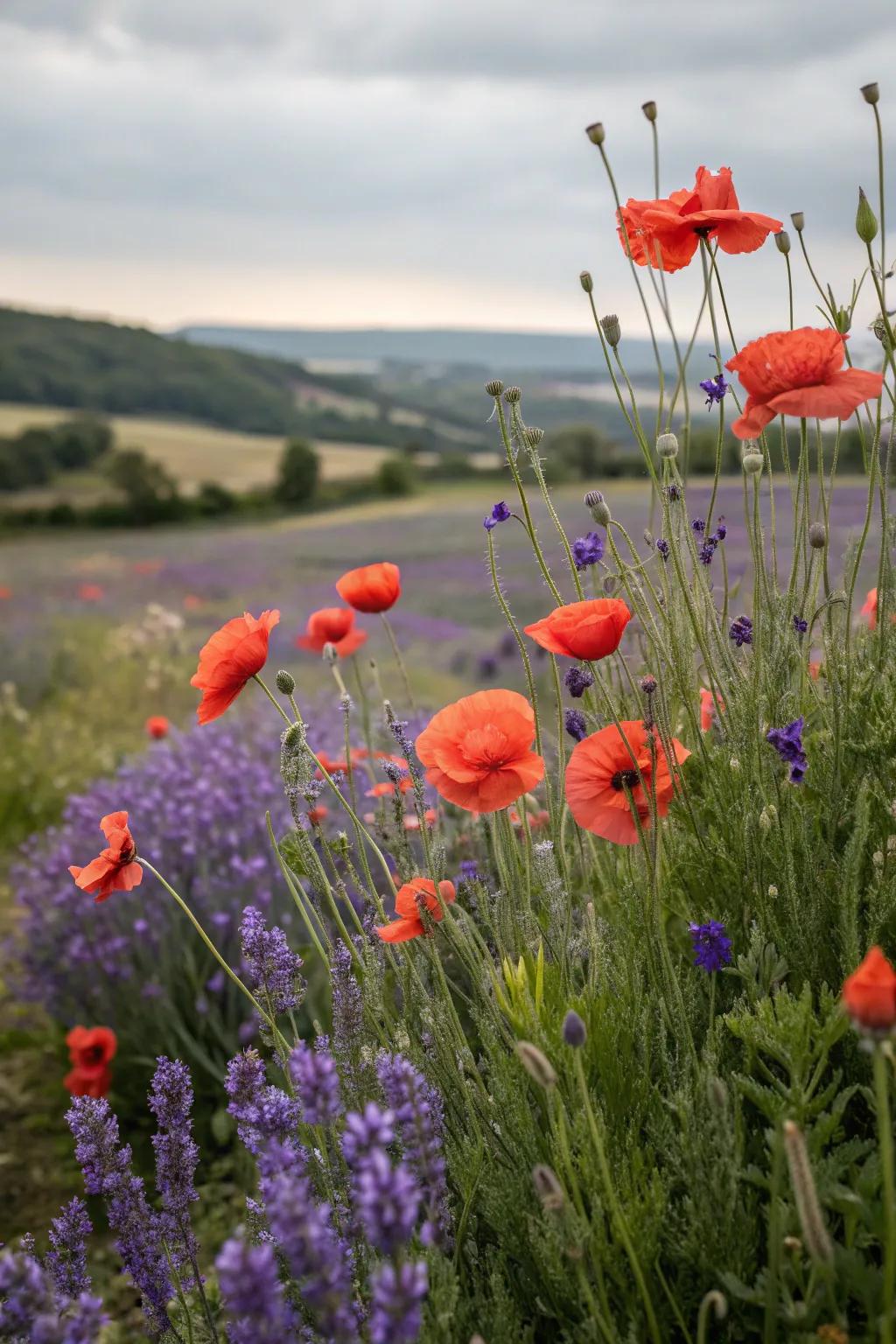 Poppies elegantly paired with complementary flowers for color contrast.