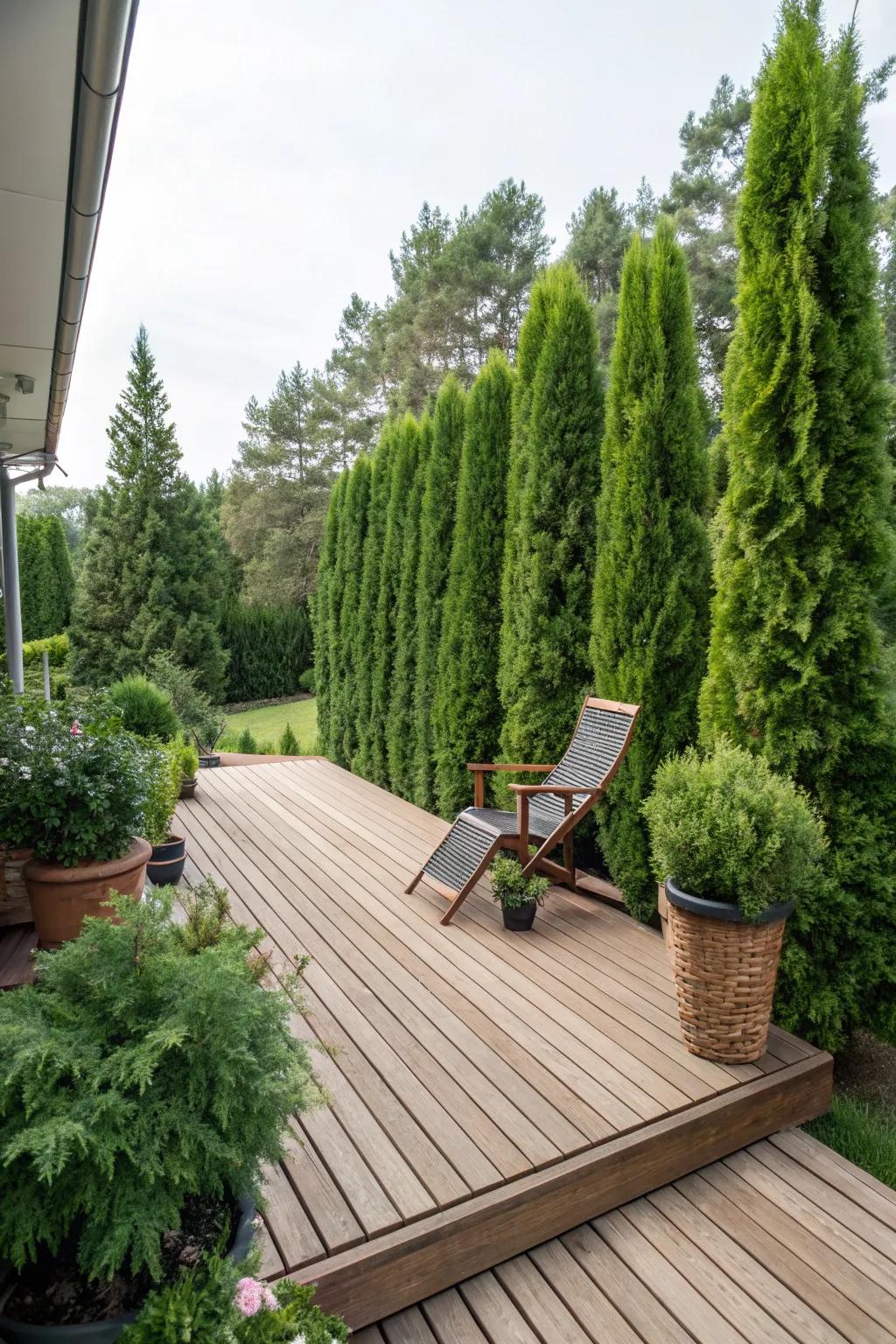 Fast-growing shrubs offer a natural and lush privacy barrier.