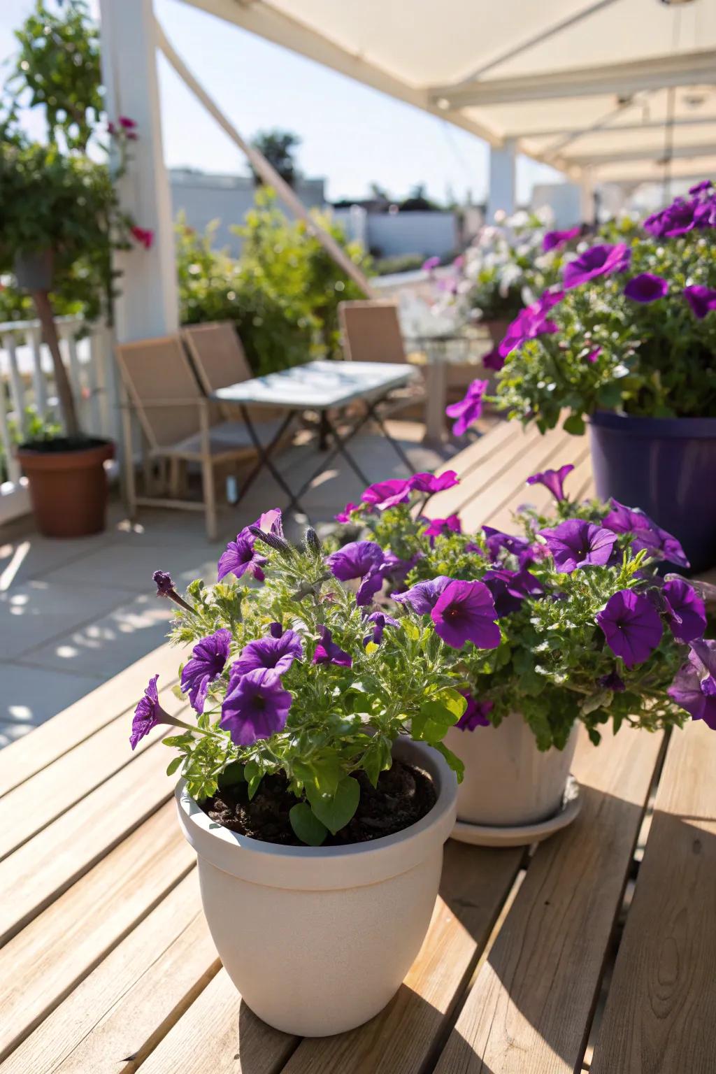 Purple petunias in pots add vibrant color to any space.