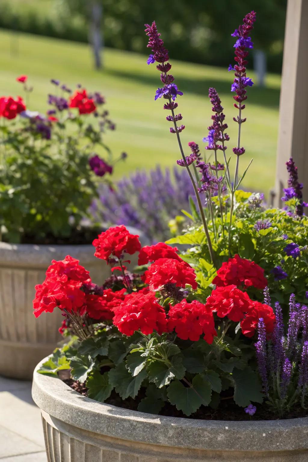 Bold salvia adds vertical interest to this vibrant red geranium planter.