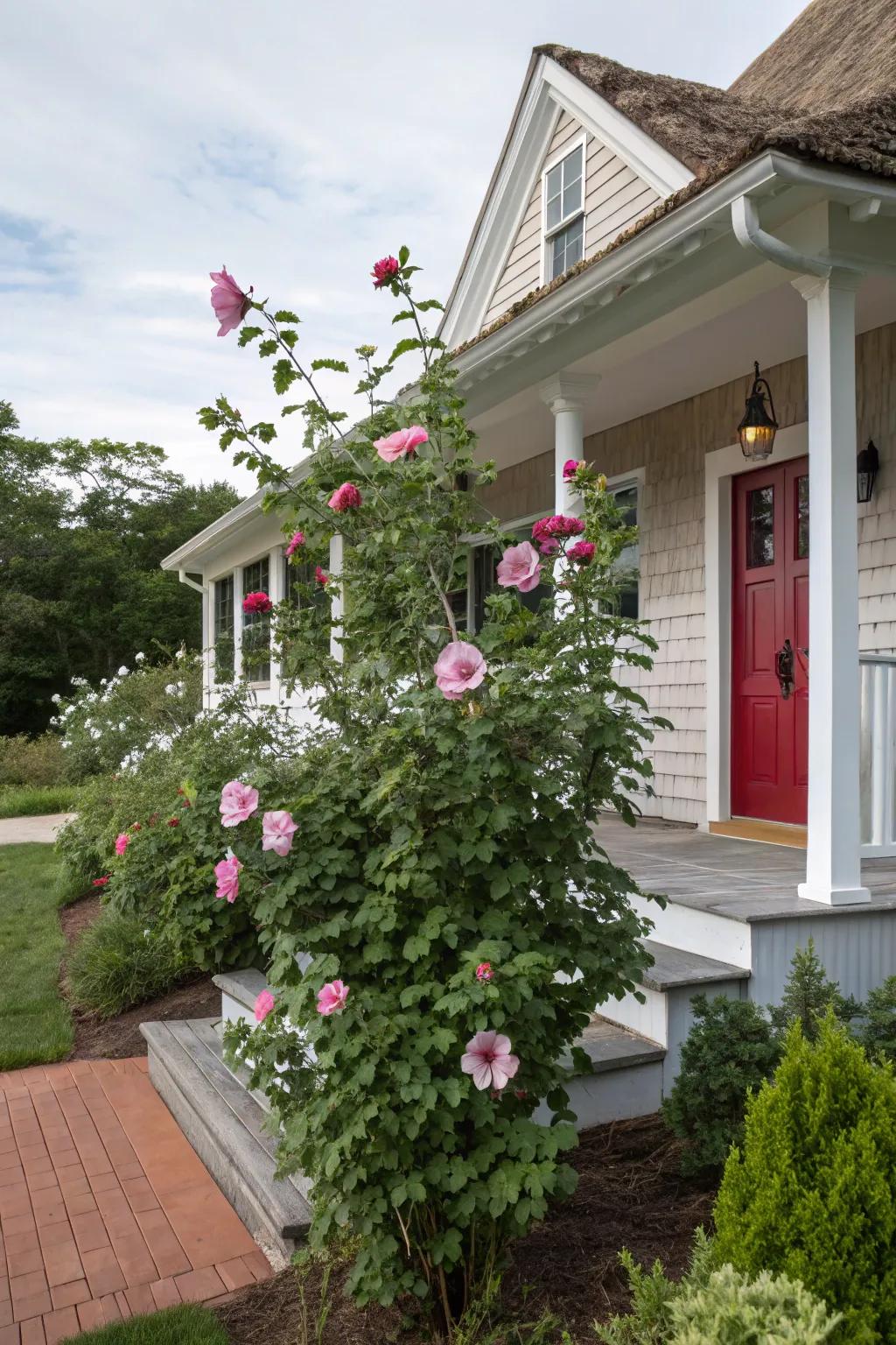 Enhance your home with Rose of Sharon.
