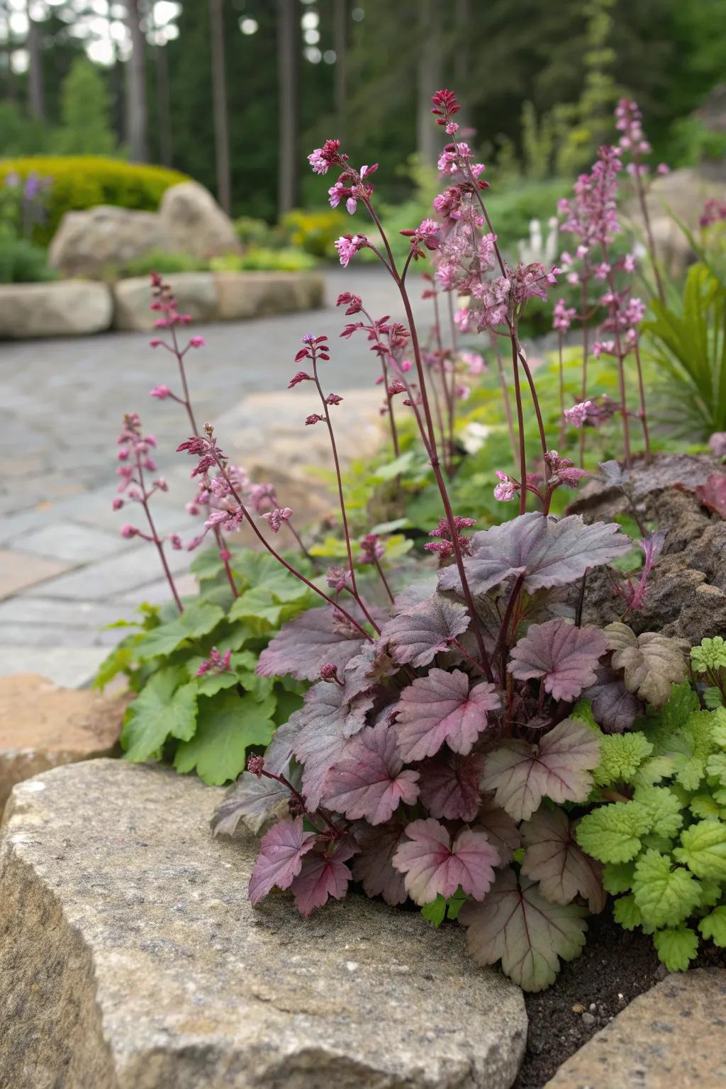Coral bells provide a splash of leafy color.