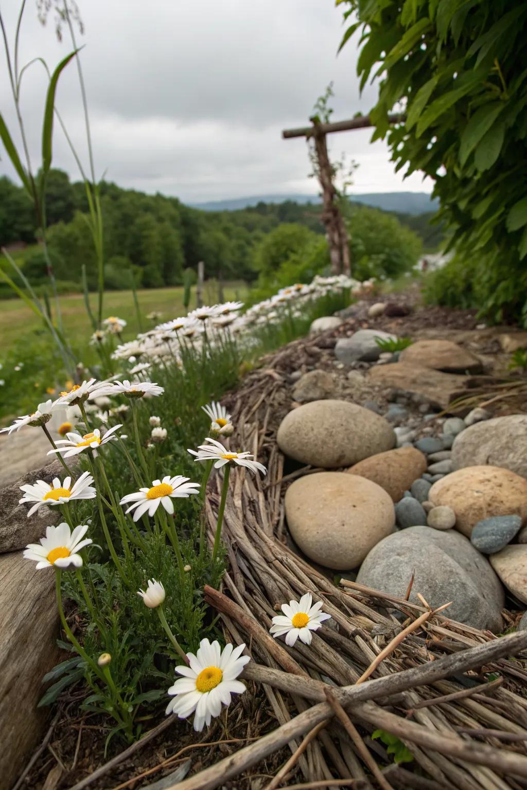 A rustic garden scene with Shasta daisies and natural elements.