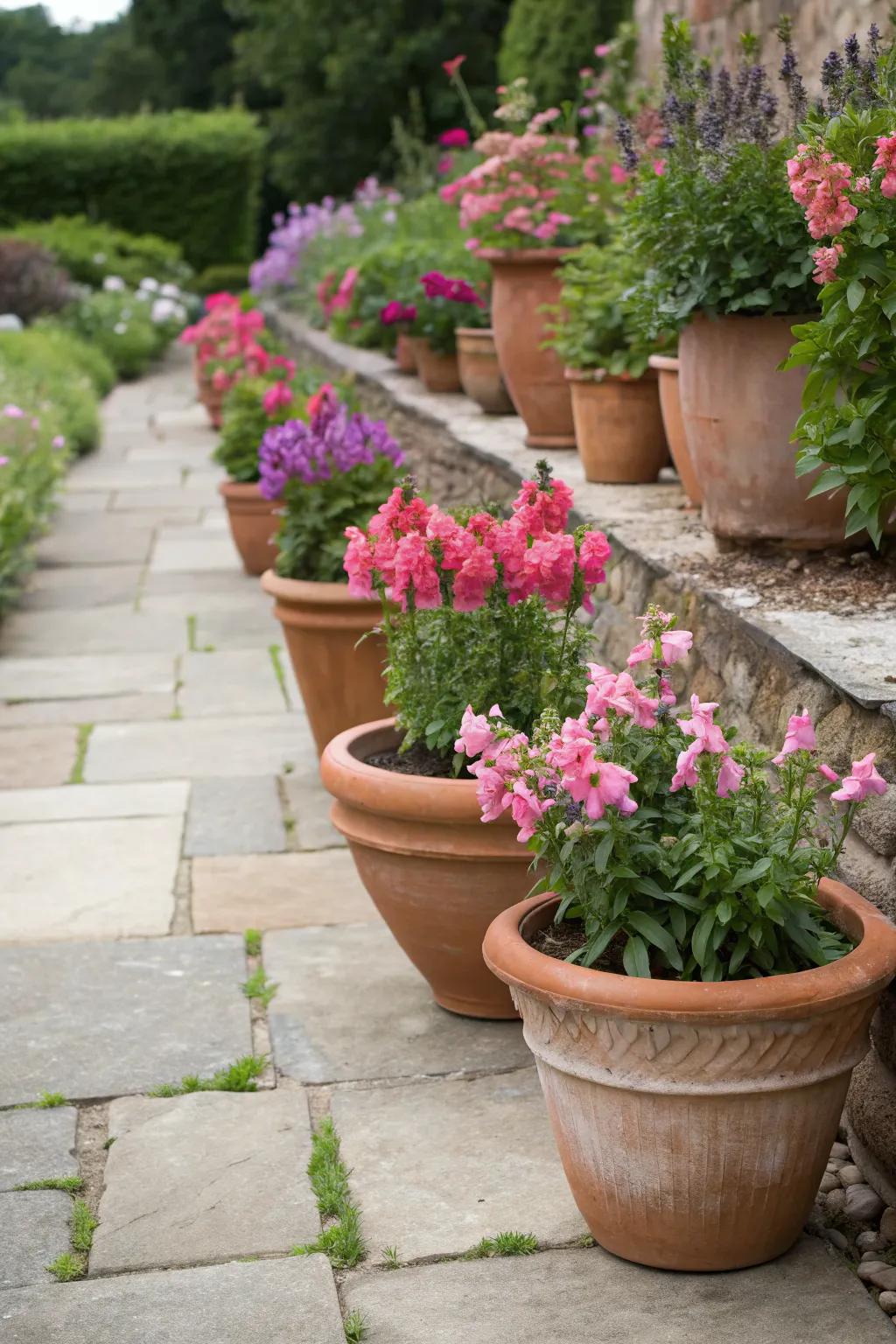 A mix of terracotta pots showcasing snapdragons, ideal for a Mediterranean garden style.