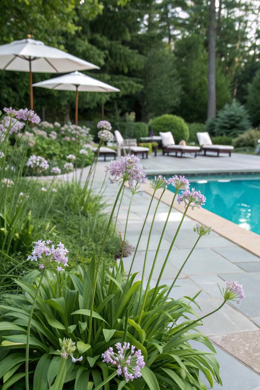 Enhance your poolside with the lush touch of society garlic.