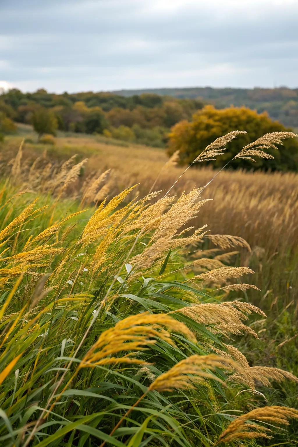 Seasonal transformations of tall grasses providing year-round garden interest.