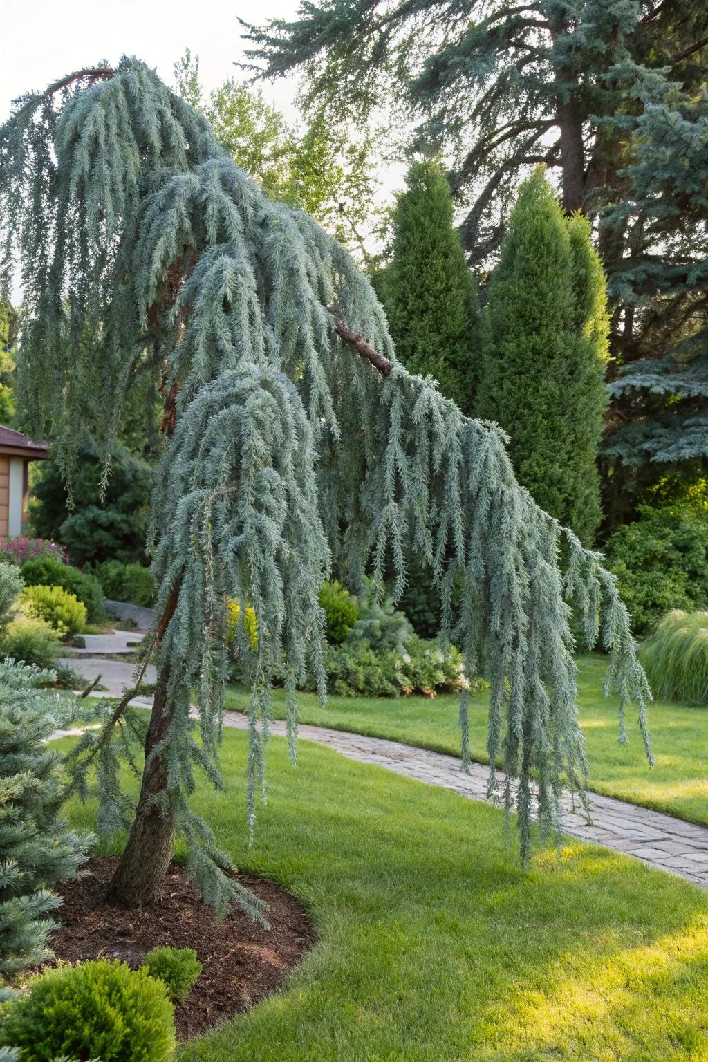 Weeping White Spruce introduces an elegant and unique form to yard designs.