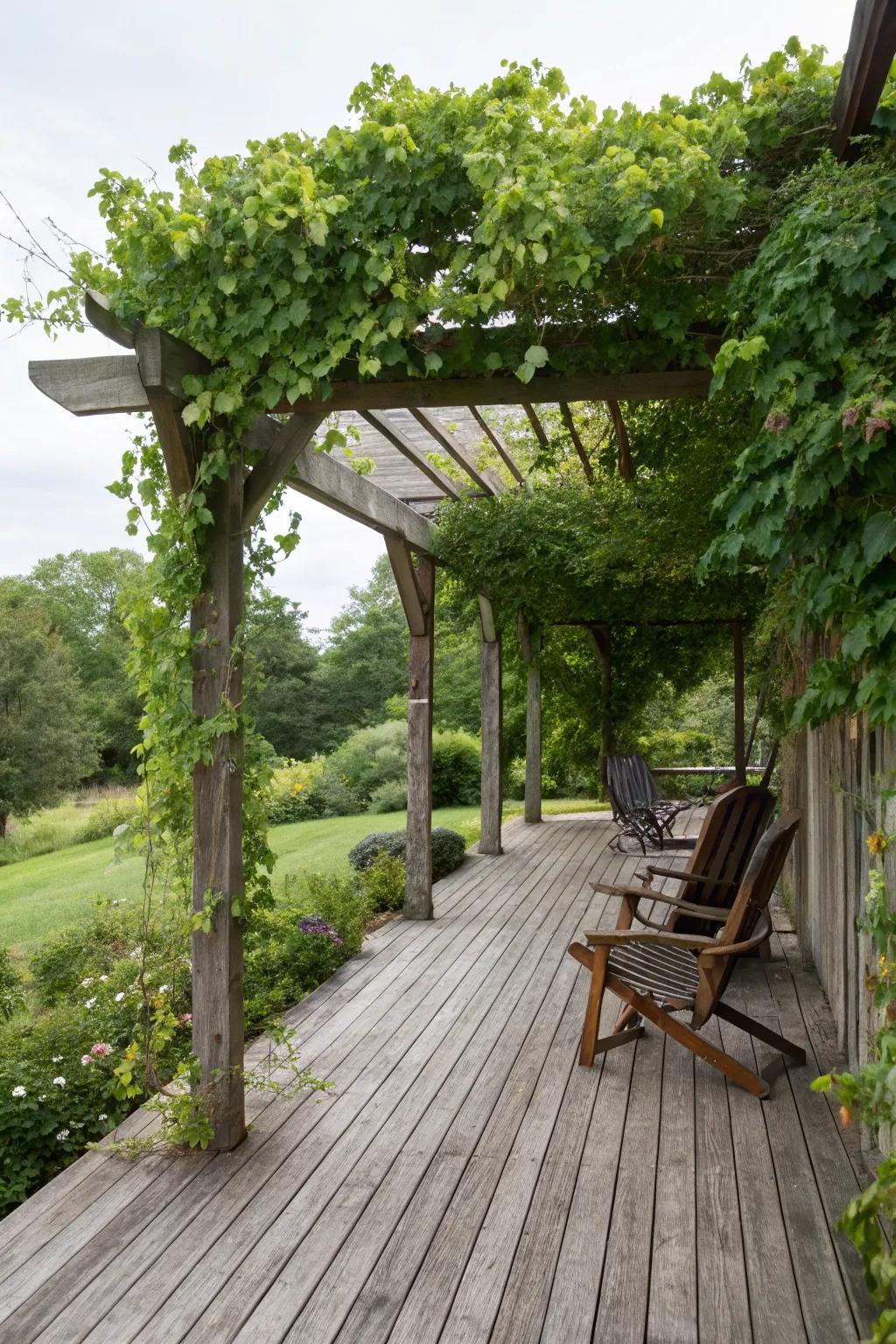 A deck with a wooden pergola draped with climbing plants.
