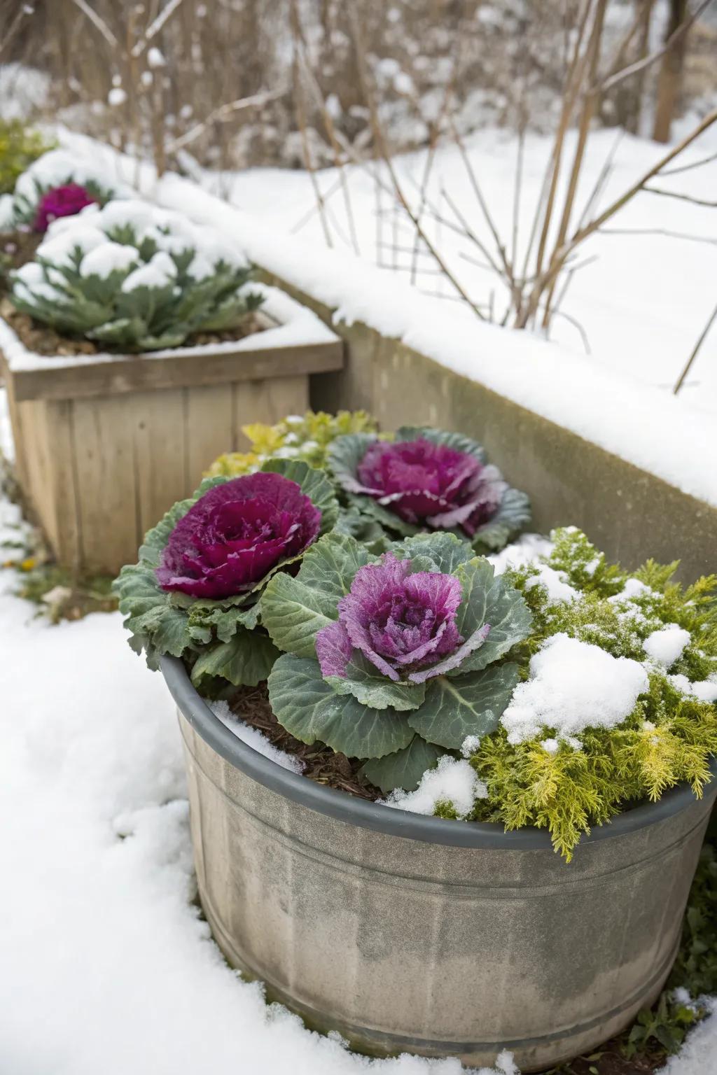 Ornamental cabbages add unique color and texture